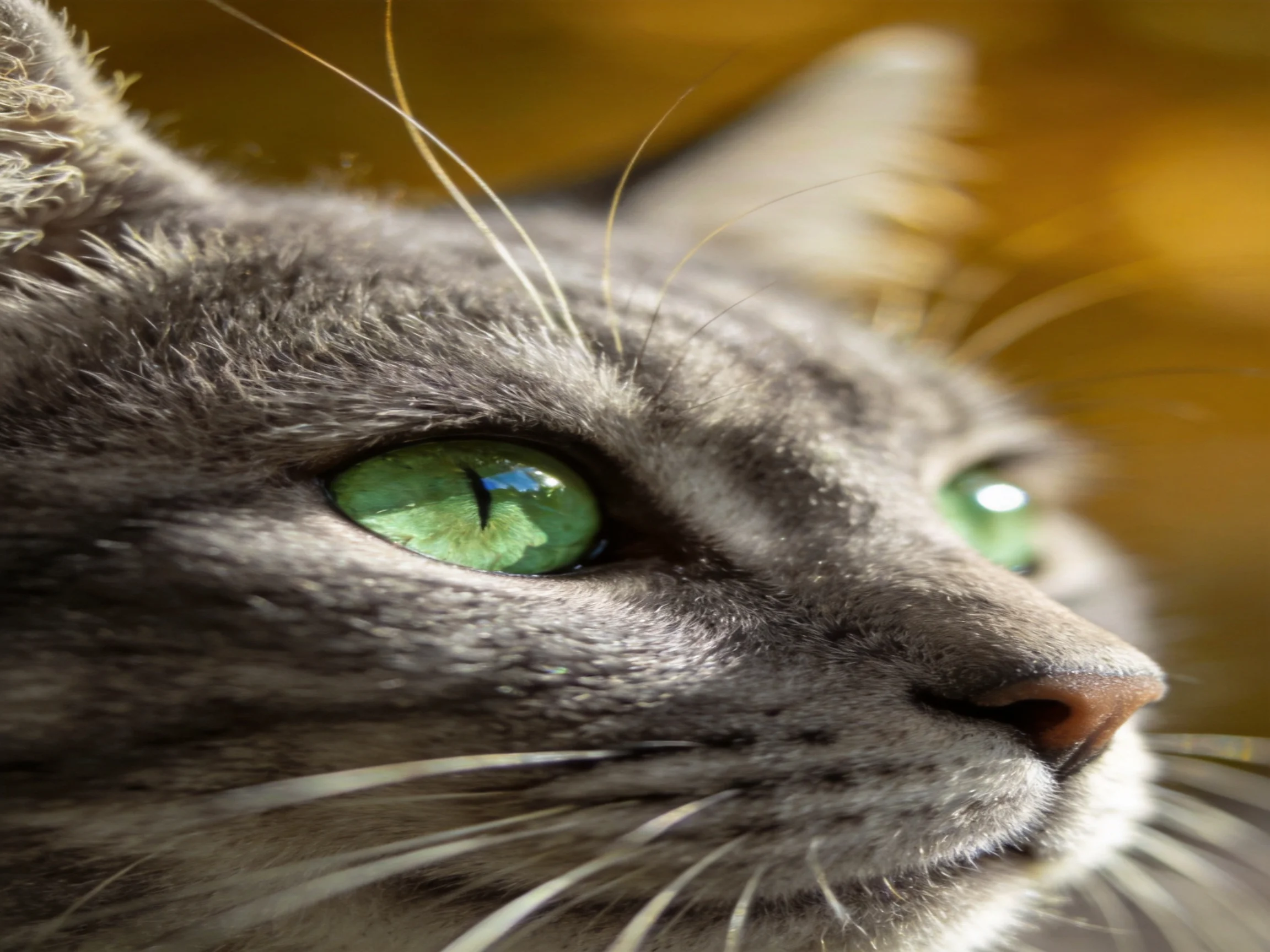 A close - up of a gray cat with bright green eyes highlights its fur and whiskers.