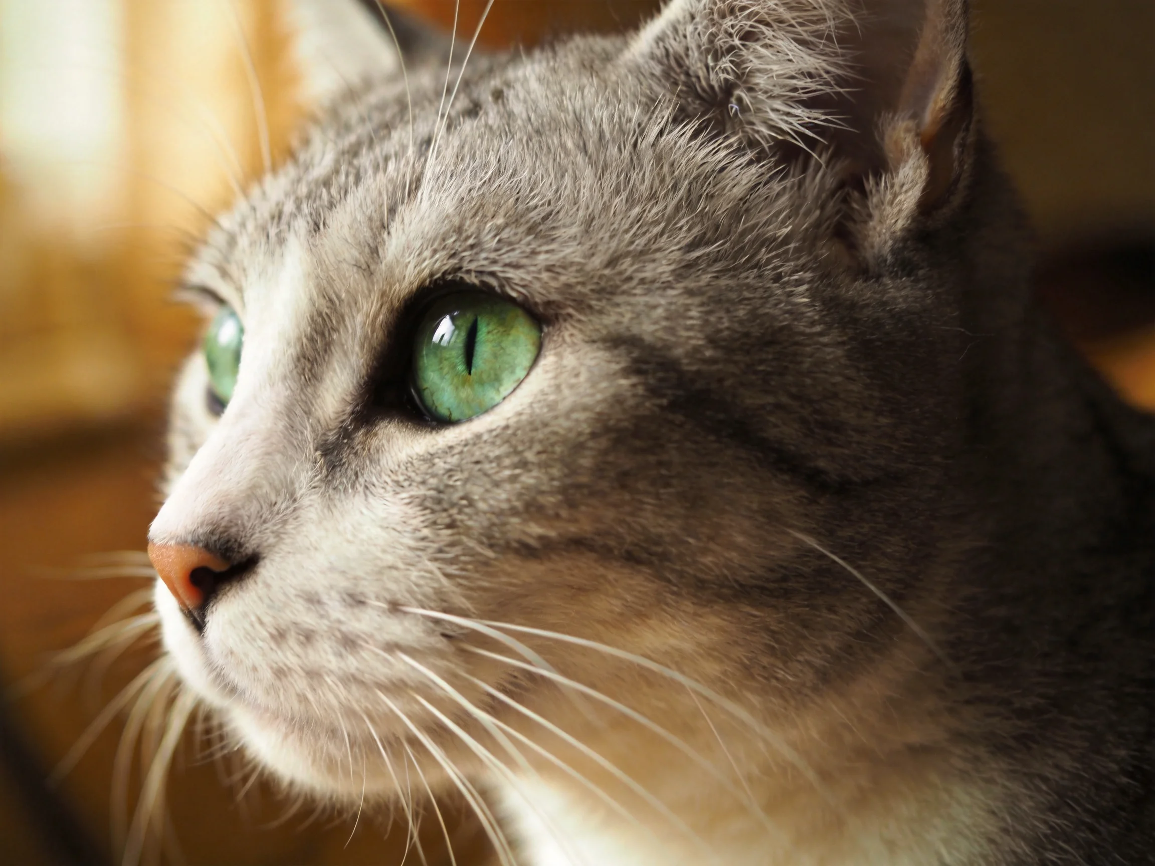 A close-up shows a gray cat with bright green eyes gazing attentively.