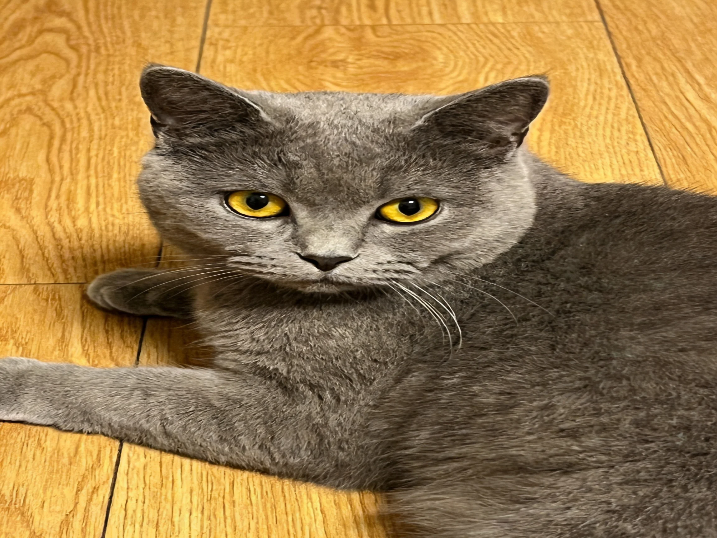 A gray cat with yellow eyes relaxes on a wooden floor.