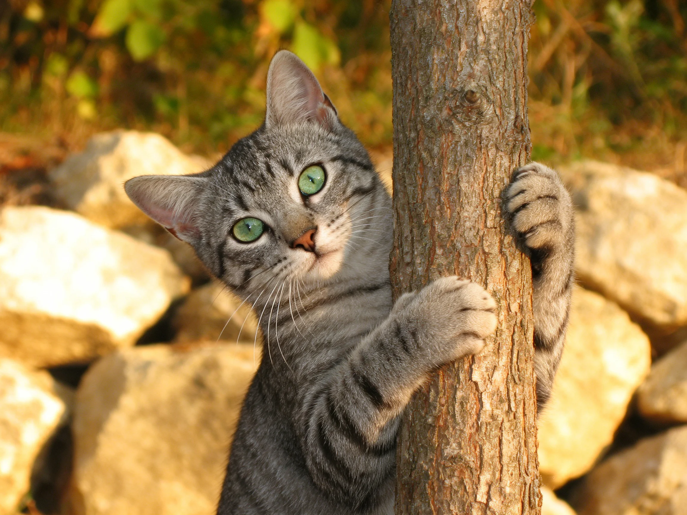A gray tabby cat gripping a tree trunk near large rocks