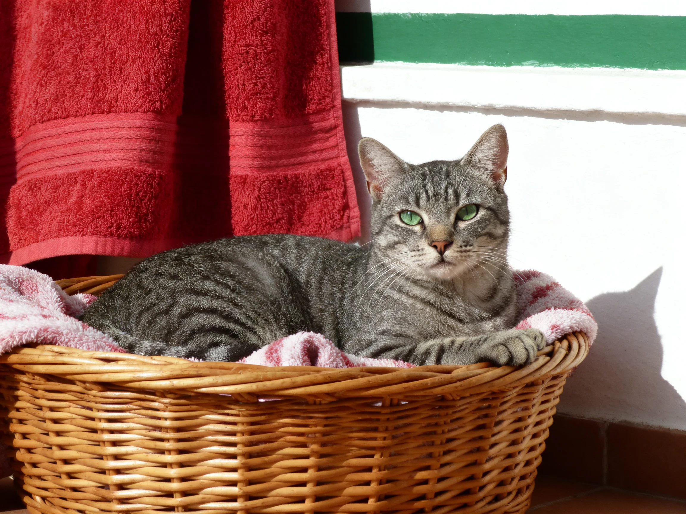 A gray tabby cat lounges in a wicker basket with red towels