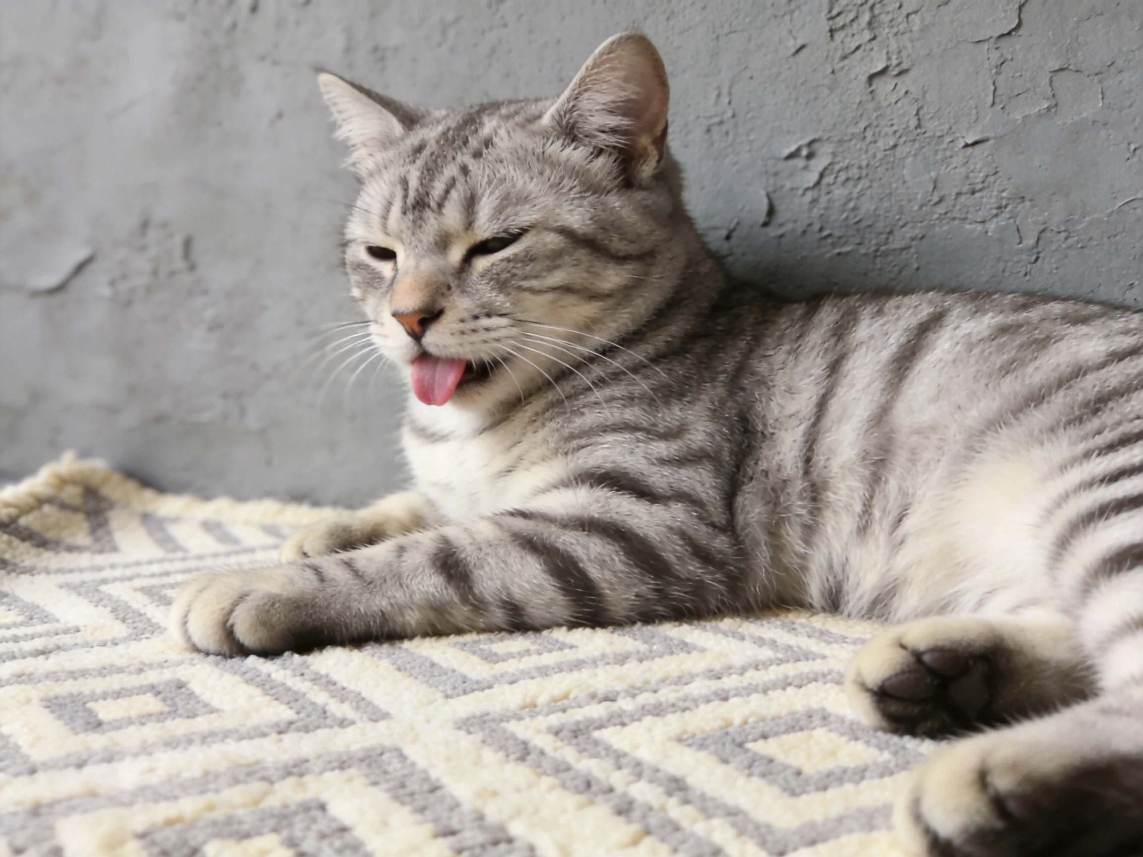 A gray tabby cat lounges on a patterned blanket beside a textured wall