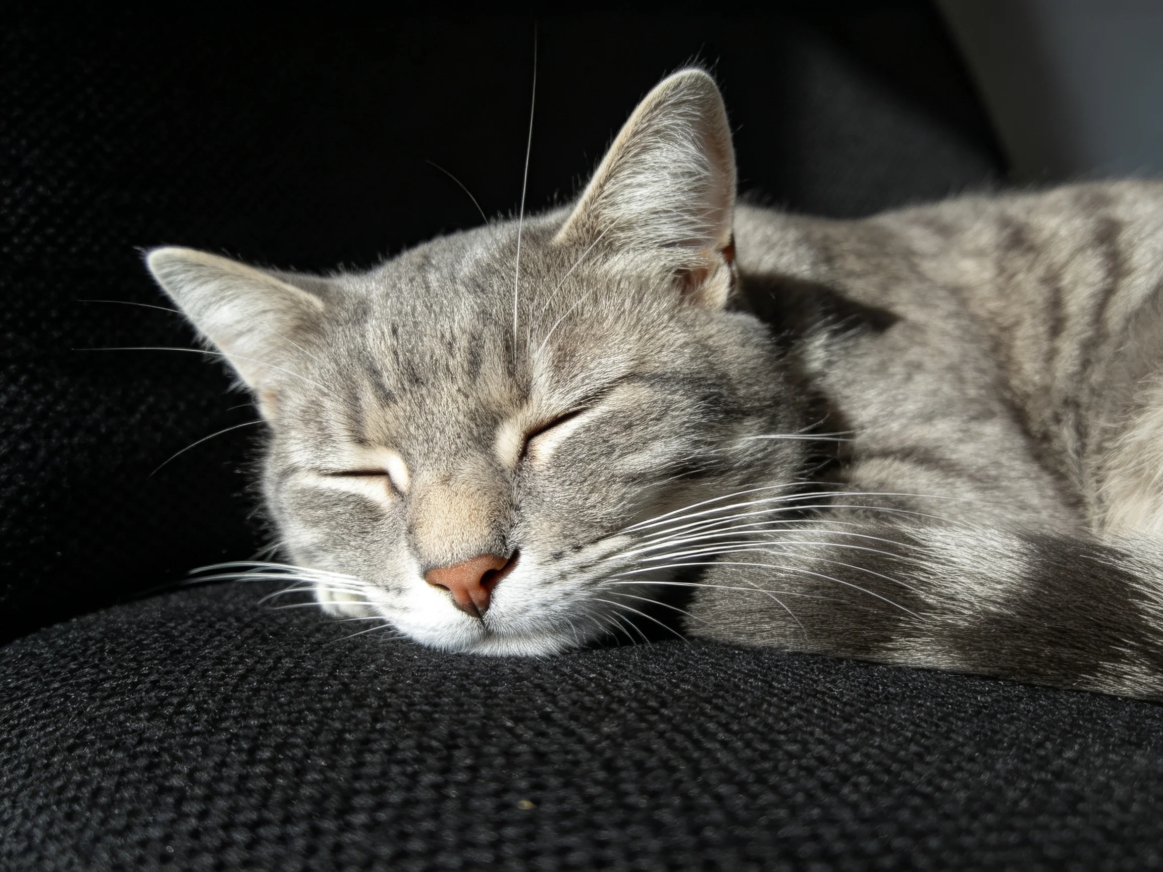 A gray tabby cat peacefully sleeps on a black woven fabric surface
