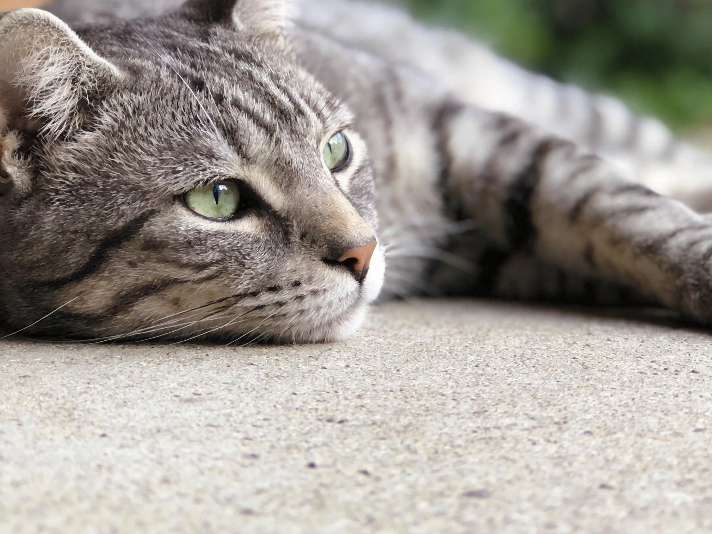 A gray tabby cat resting on a smooth concrete surface