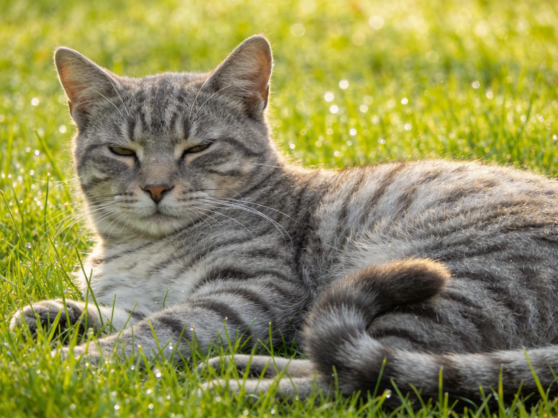 A gray tabby cat relaxes on green grass in sunlight.
