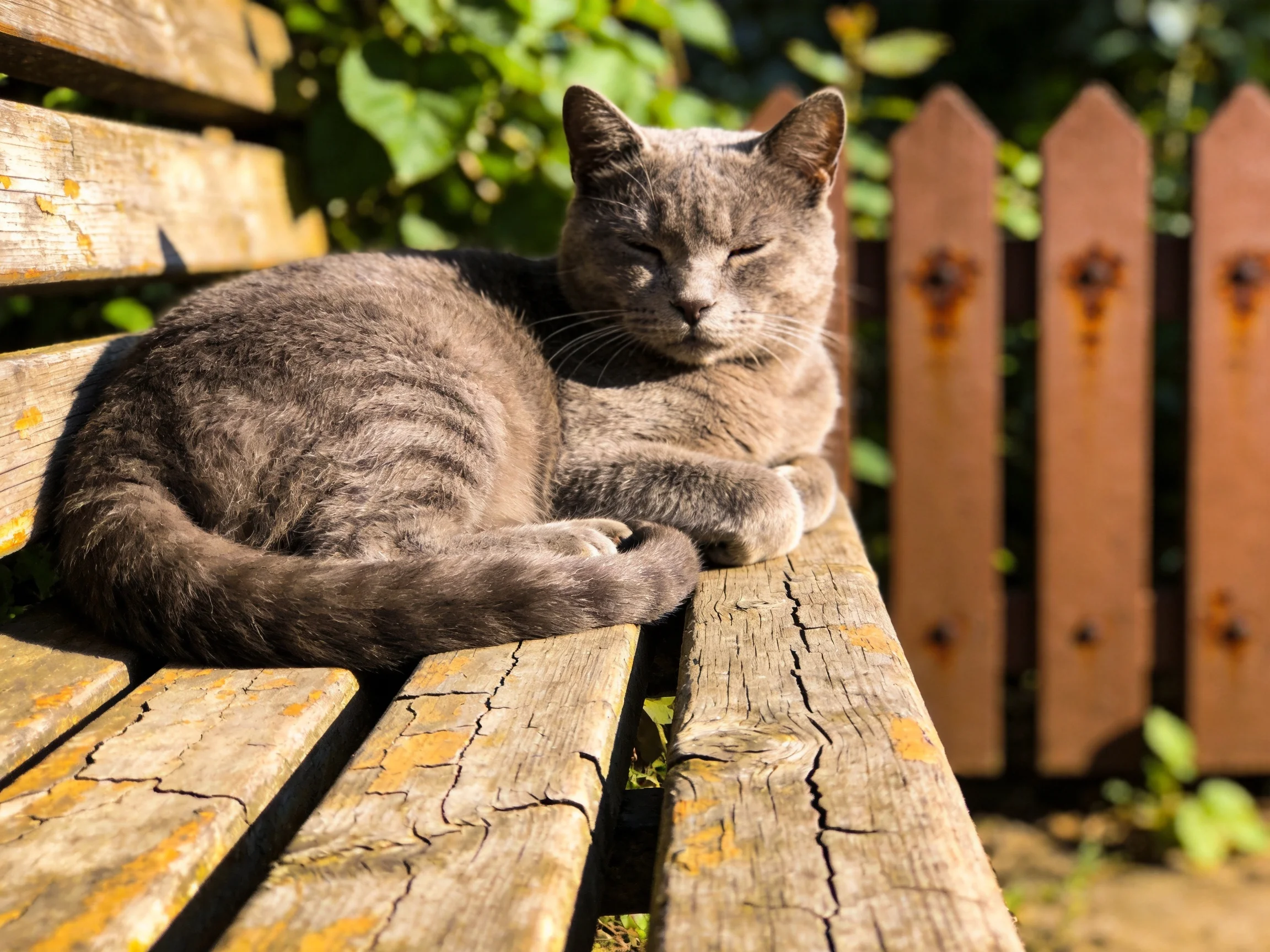A gray tabby cat relaxes on an aged wooden bench beside a rusty picket fence.