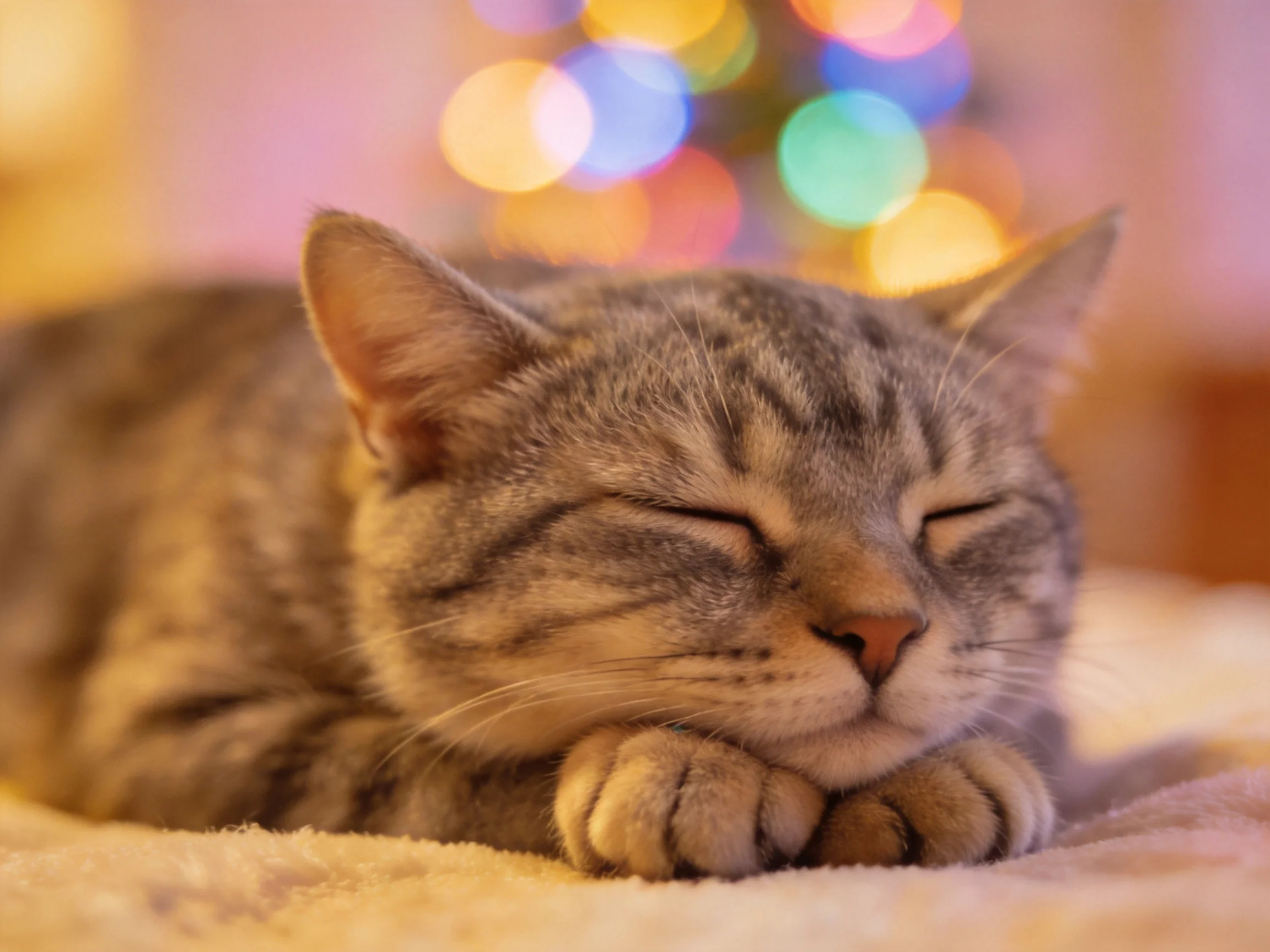 A gray tabby cat sleeps peacefully near colorful bokeh holiday lights