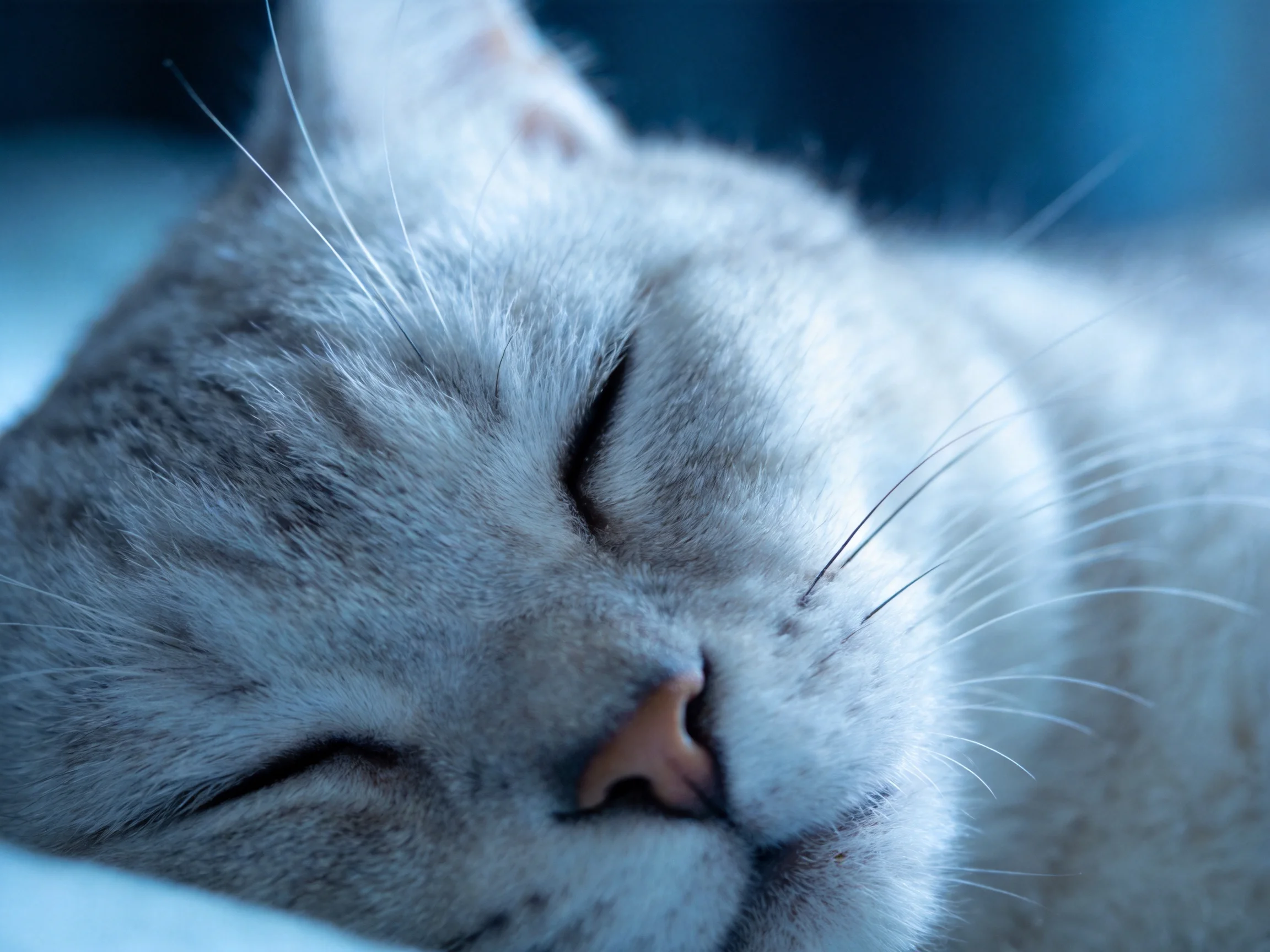 A gray tabby cat sleeps soundly with closed eyes