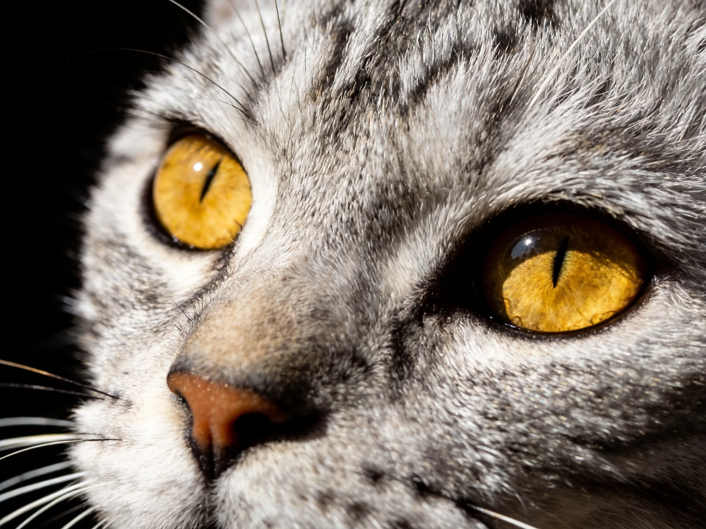A gray tabby cat with bright amber eyes shown in close - up detail