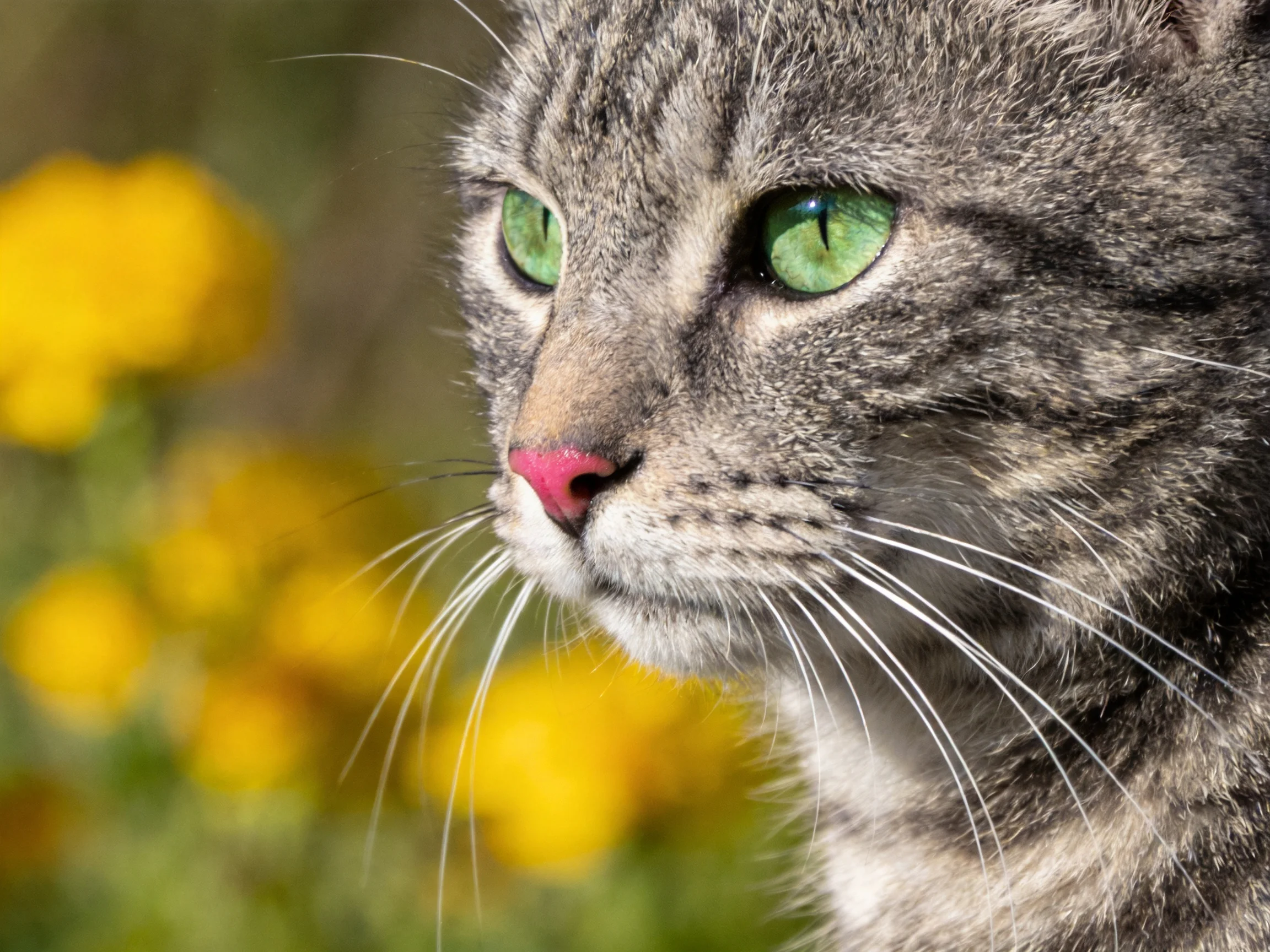 A gray tabby cat with green eyes is near yellow flowers outdoors.
