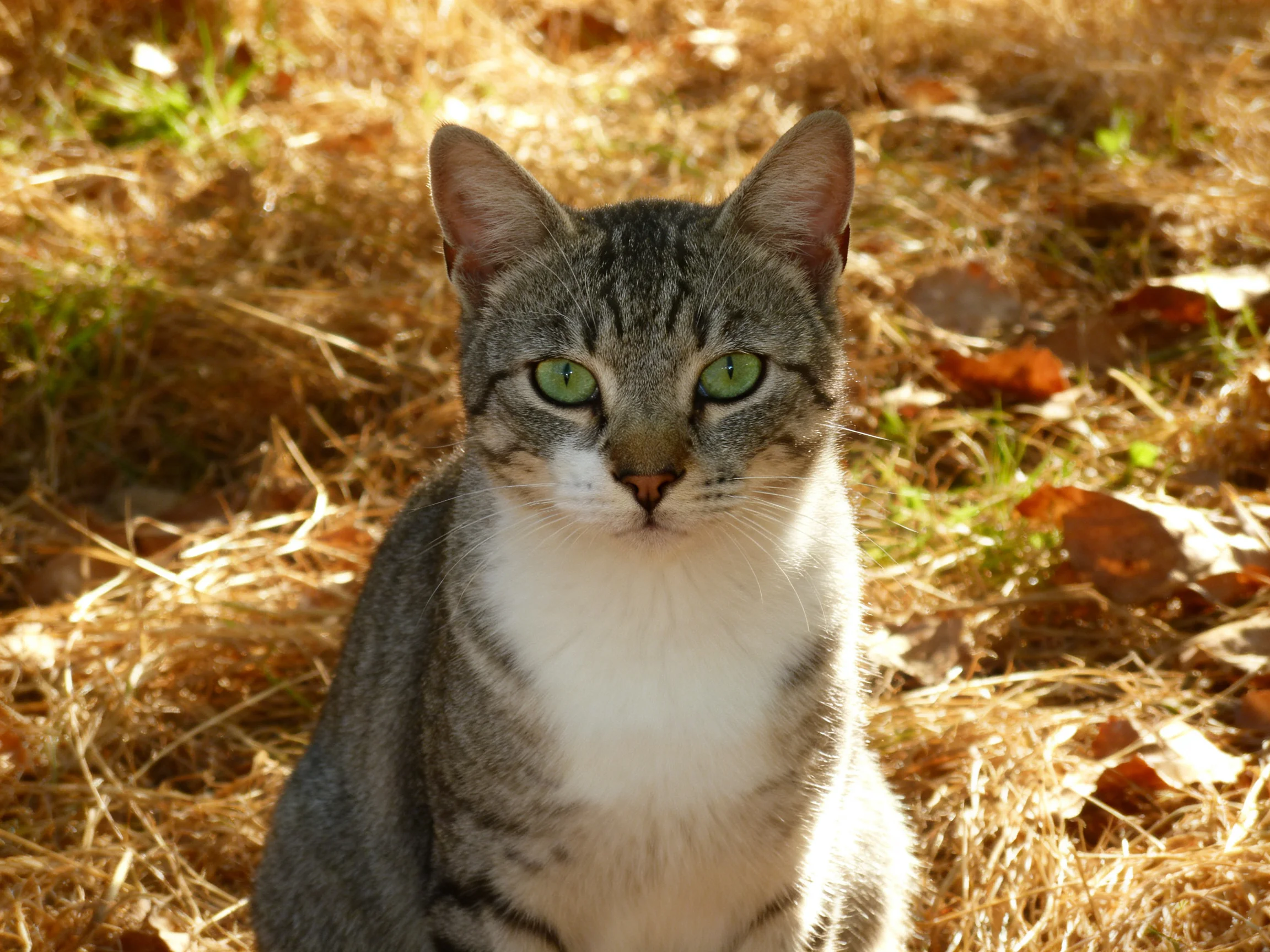 A gray tabby cat with green eyes rests among dry grass and leaves.
