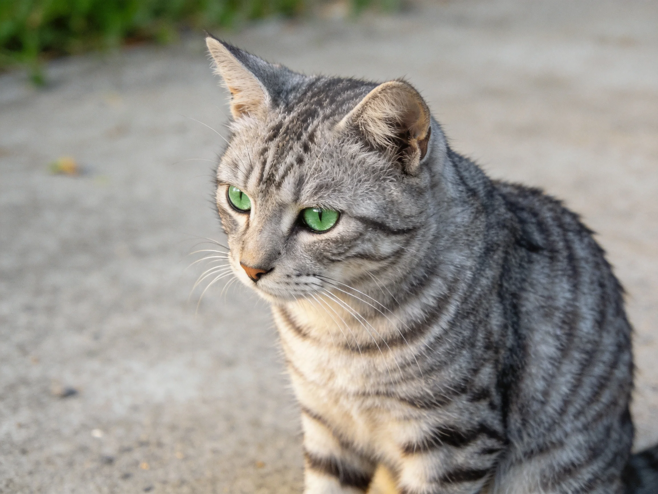 A gray tabby cat with green eyes sits on a concrete surface.