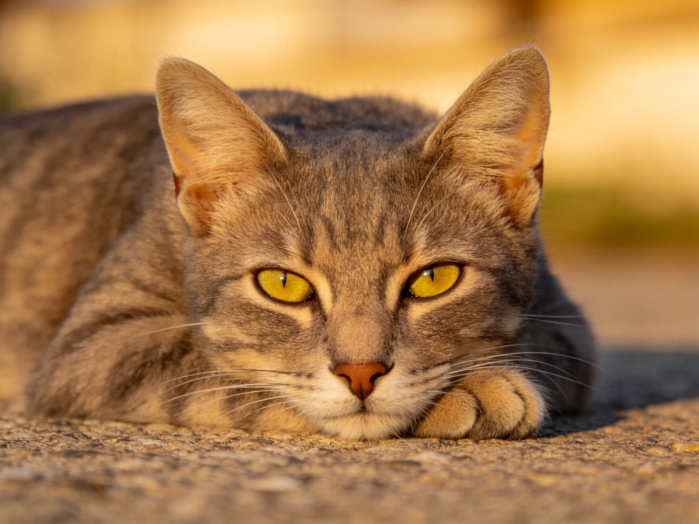 A gray tabby cat with yellow eyes rests on a textured surface.