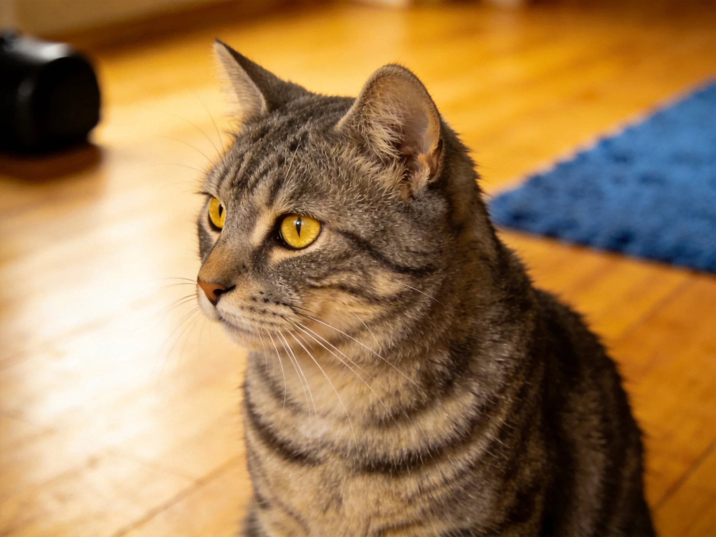 A gray tabby cat with bright yellow eyes sits on wood flooring near a blue rug