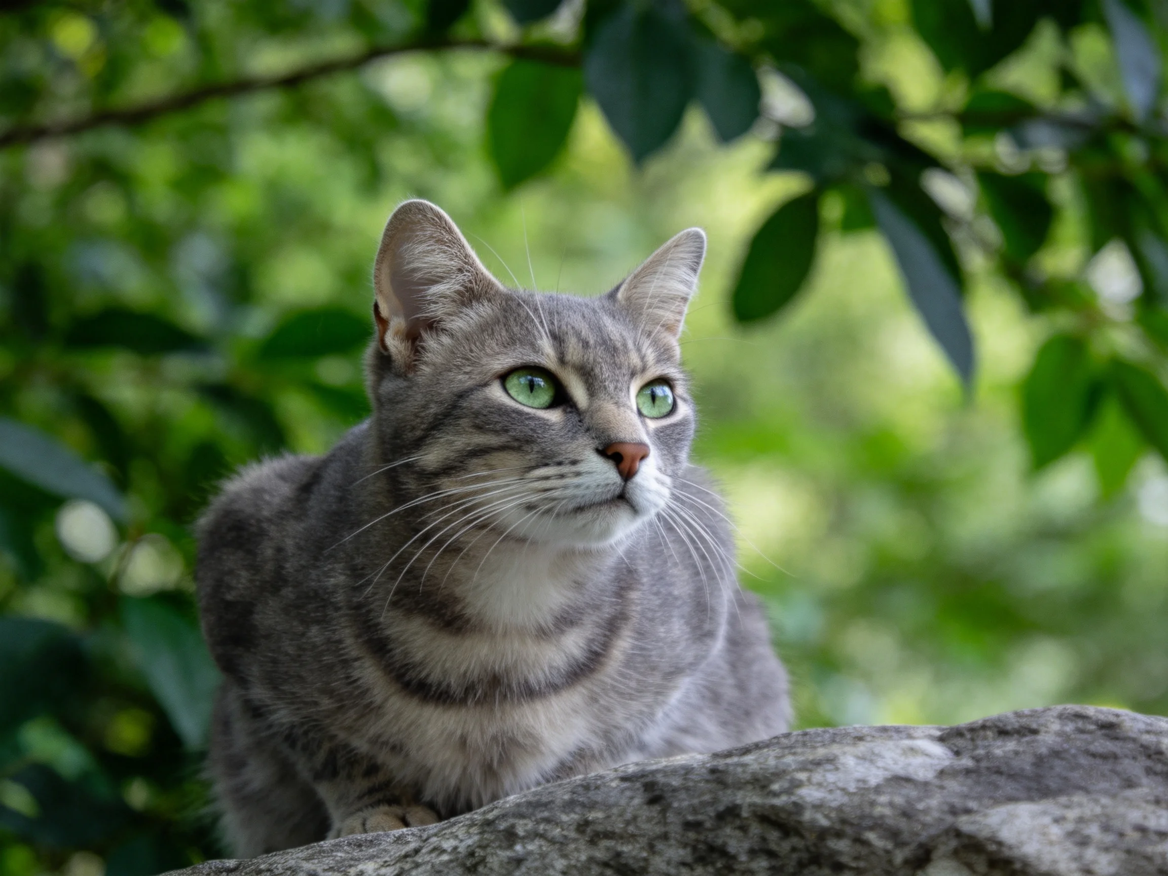 A gray tabby cat with green eyes sits near lush greenery.