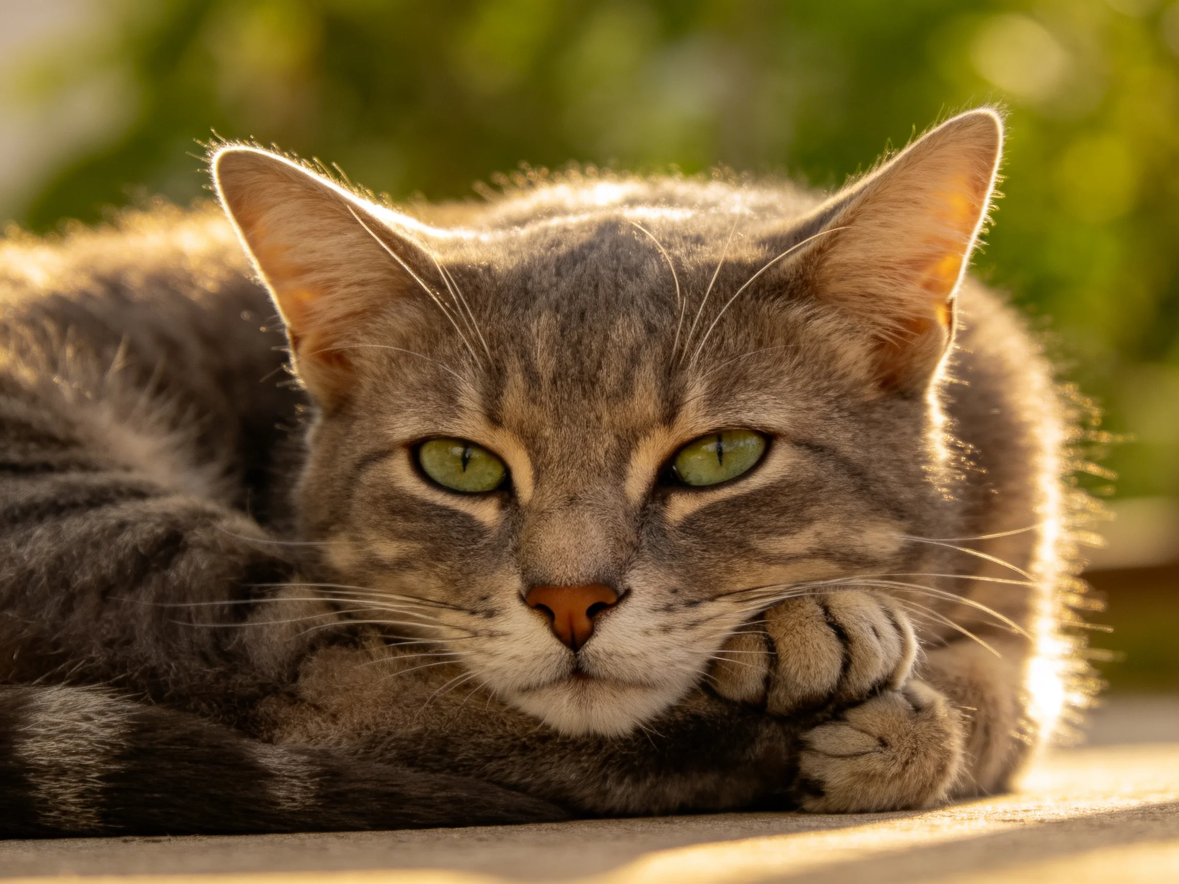 A gray tabby cat relax calmly in a sunlit outdoor area.
