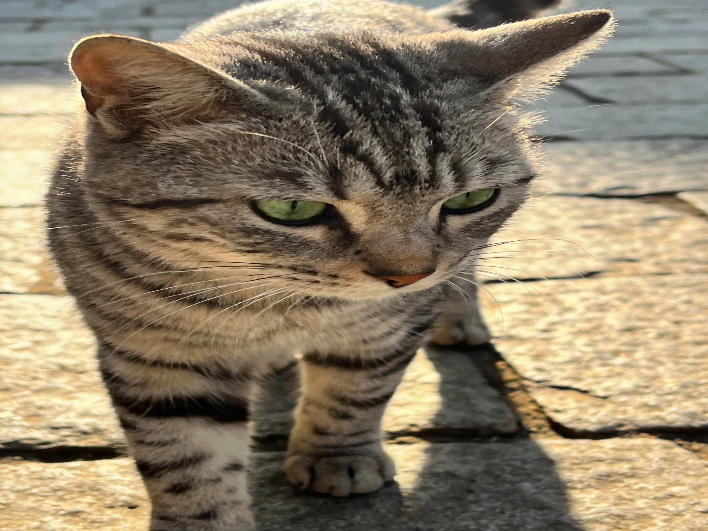 A gray tabby cat with green eyes moves across stone pavement.