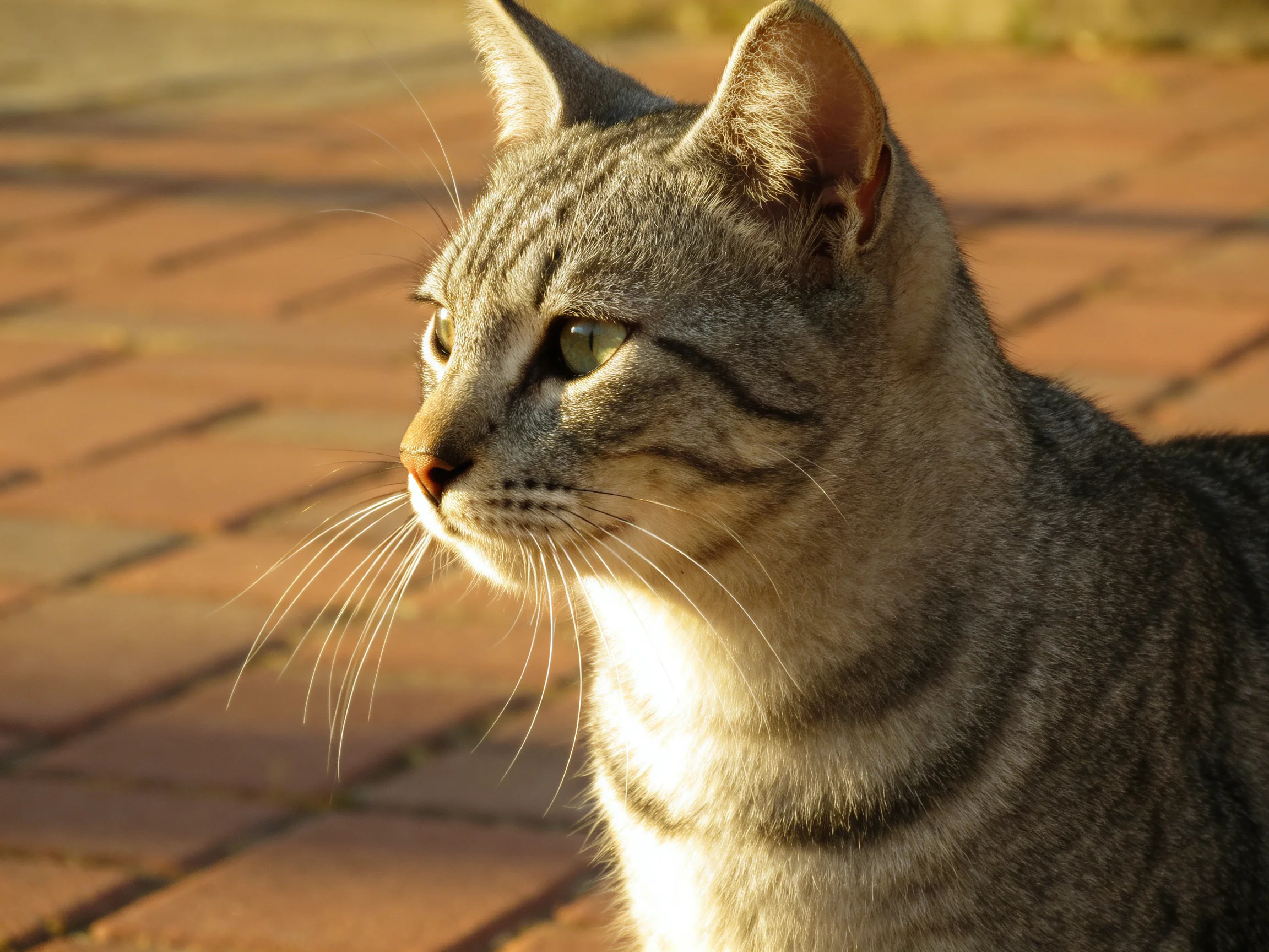 A gray tabby cat sits on a brick-paved area under warm lighting.