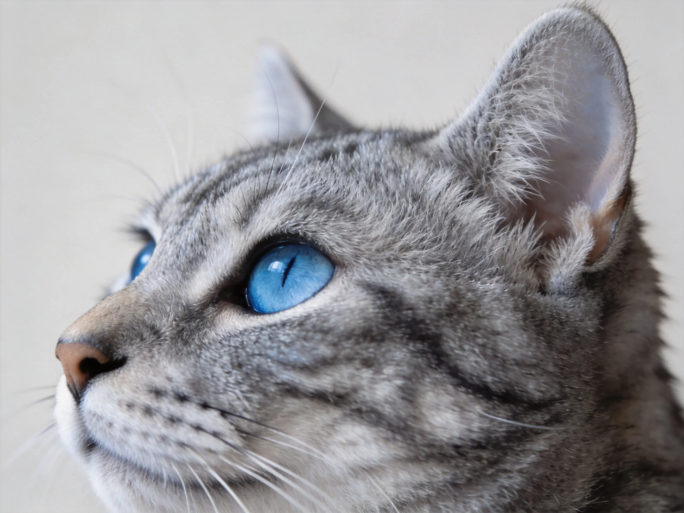 A gray tabby cat with blue eyes is shown in a close - up profile.