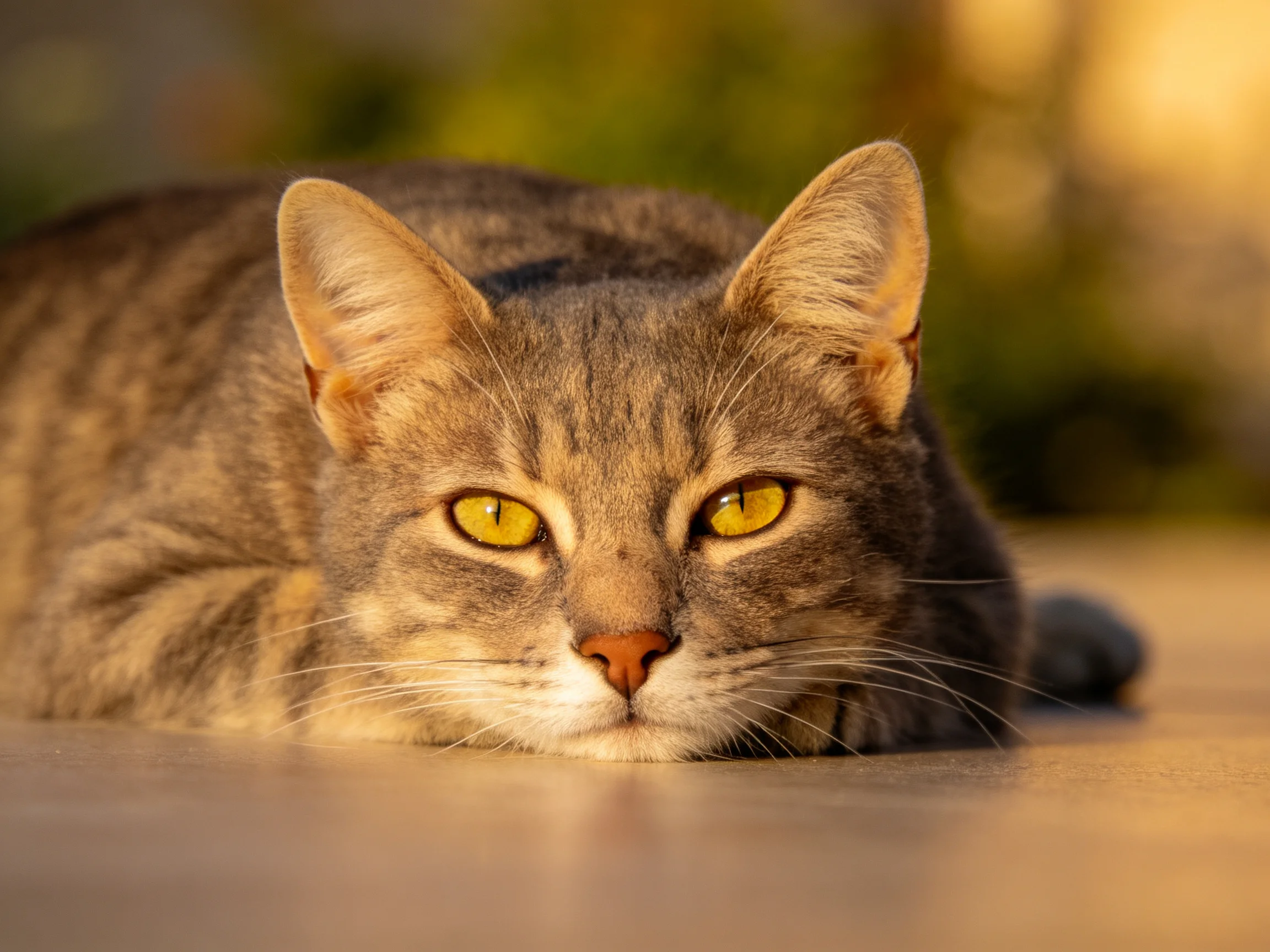 A gray tabby cat with yellow eyes relaxes on a outdoor surface in sunlight