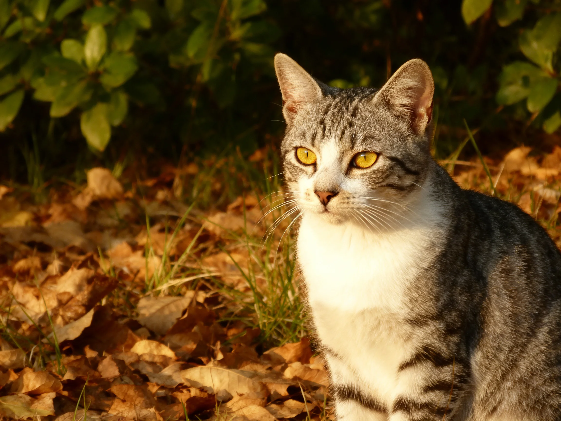 A gray tabby cat with yellow eyes sits amid fallen autumn leaves in a sunlit area.