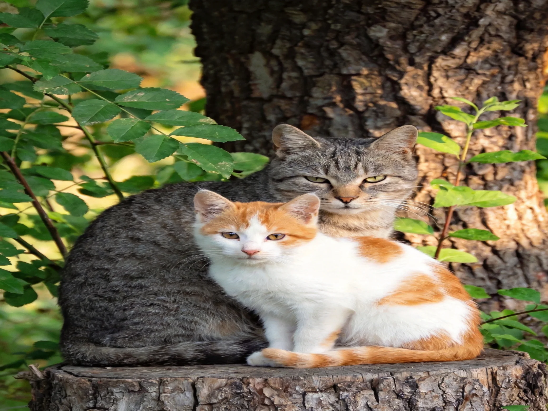 Two cats sit together on a tree stump in a leafy outdoor space.
