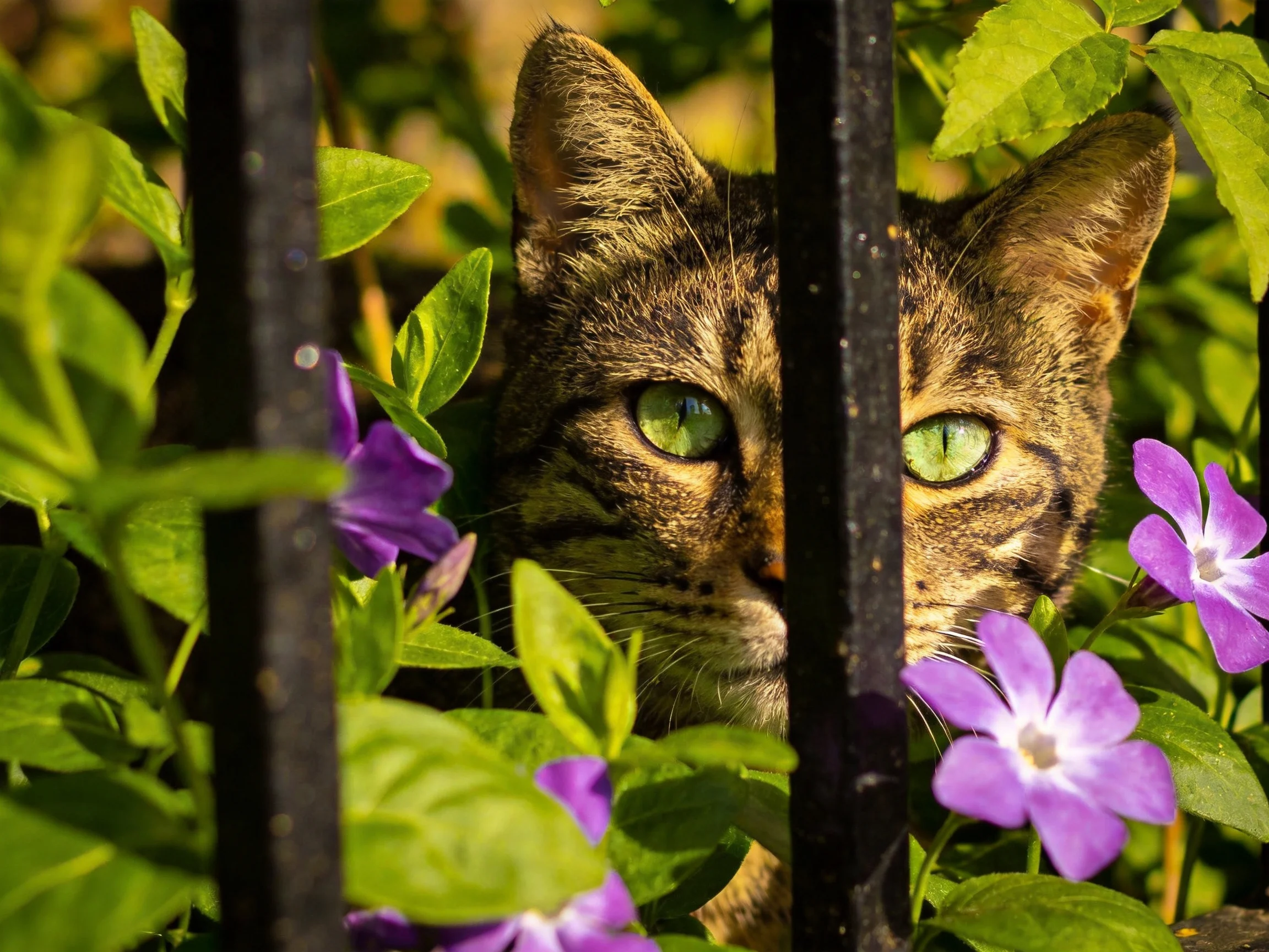 A green-eyed tabby hides behind black bars amid greenery and purple flowers