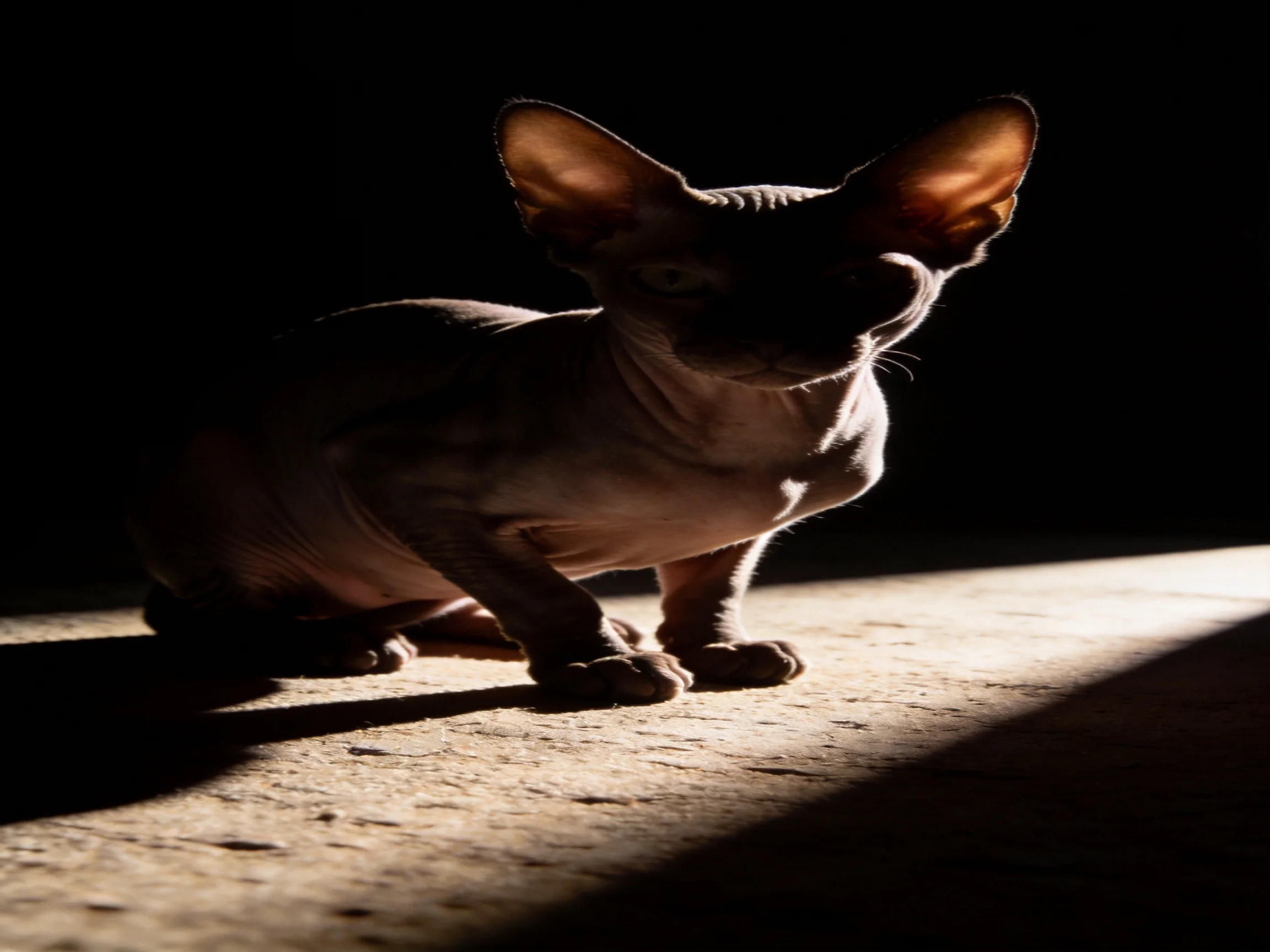 A hairless Sphynx cat with large ears in dramatic low-light