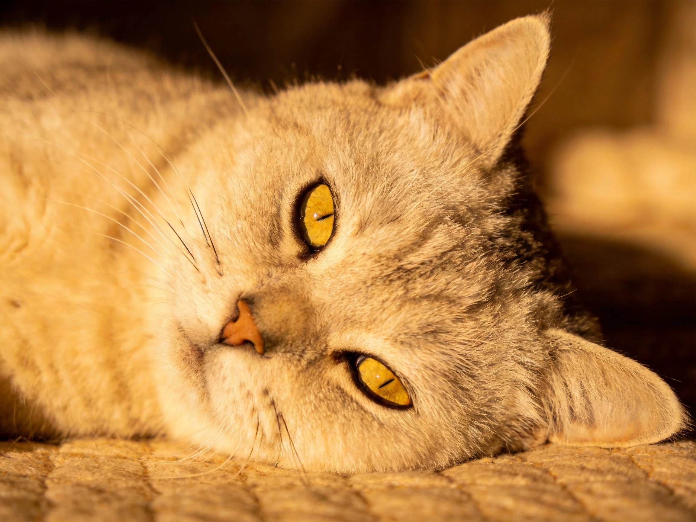 A light gray tabby cat with bright yellow eyes rests on a textured fabric