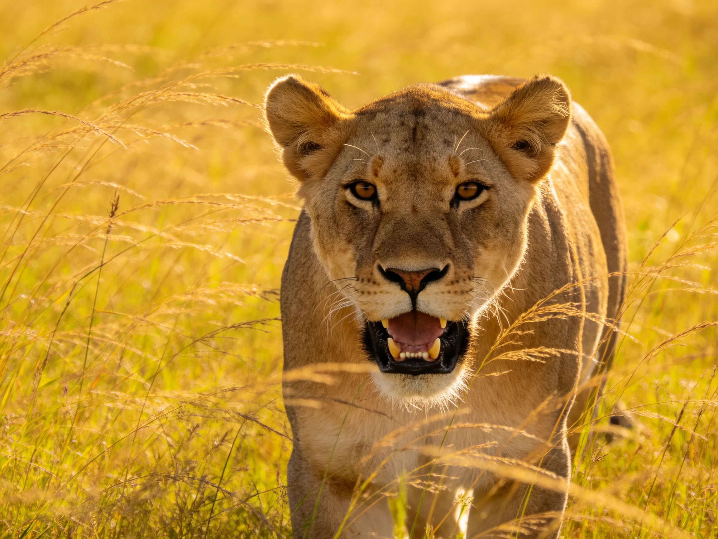 A lioness roams golden savannah grass with an open mouth