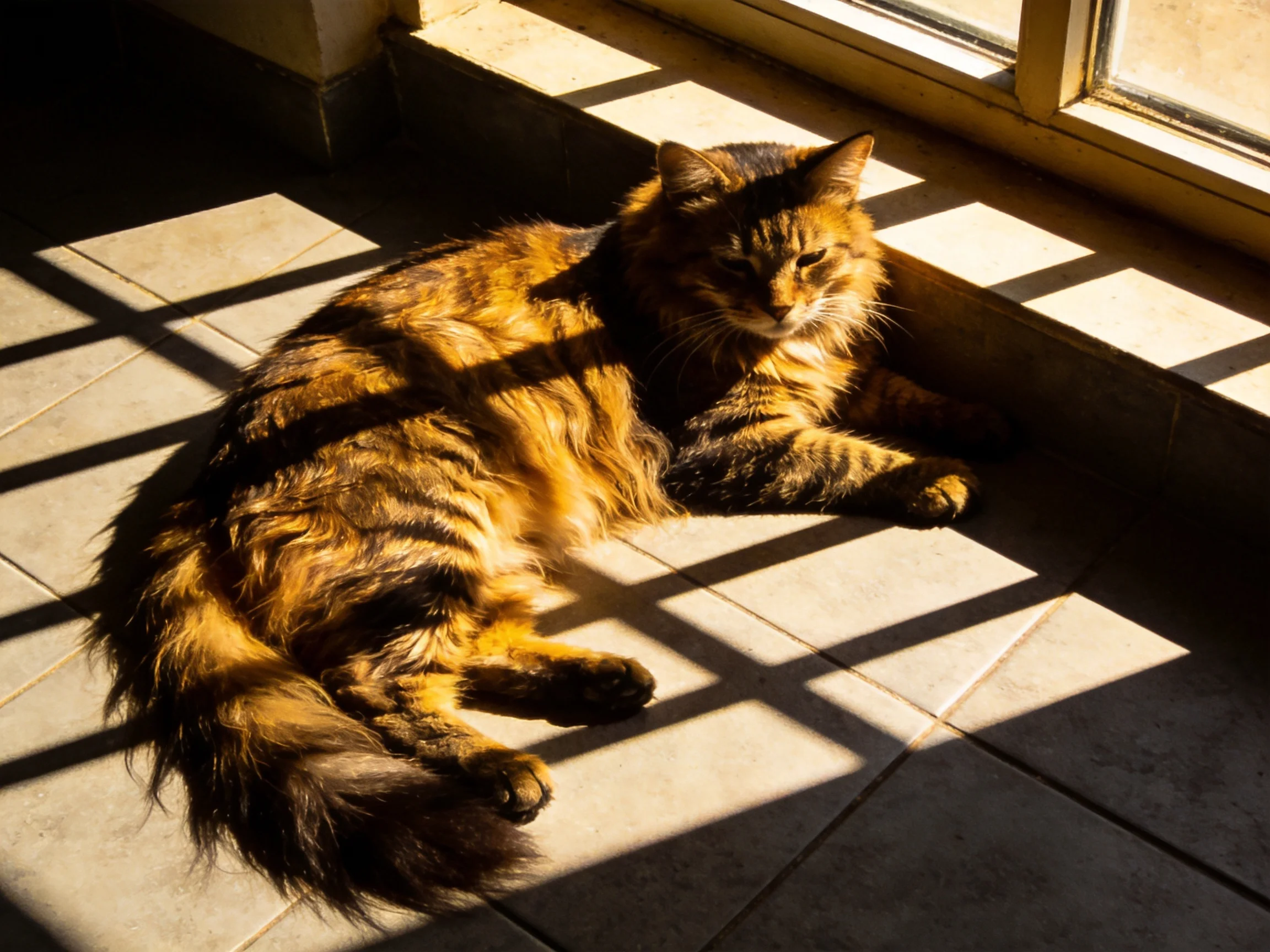 A long-haired orange tabby rests by a sunlit window with tiled flooring