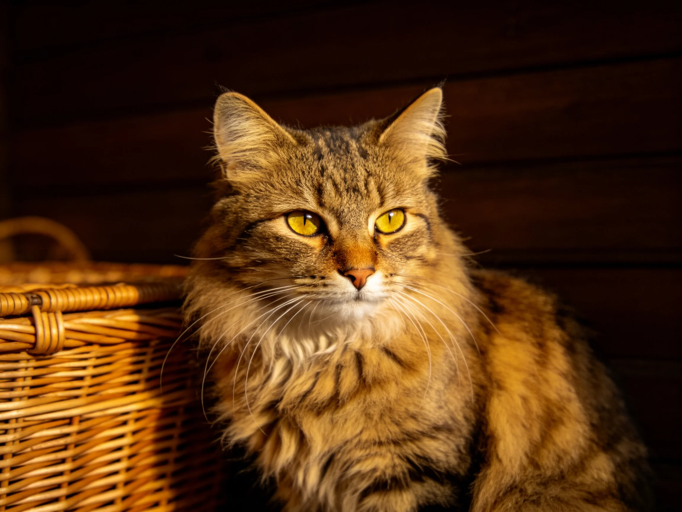 A long-haired tabby cat rests near a wicker basket under warm lighting