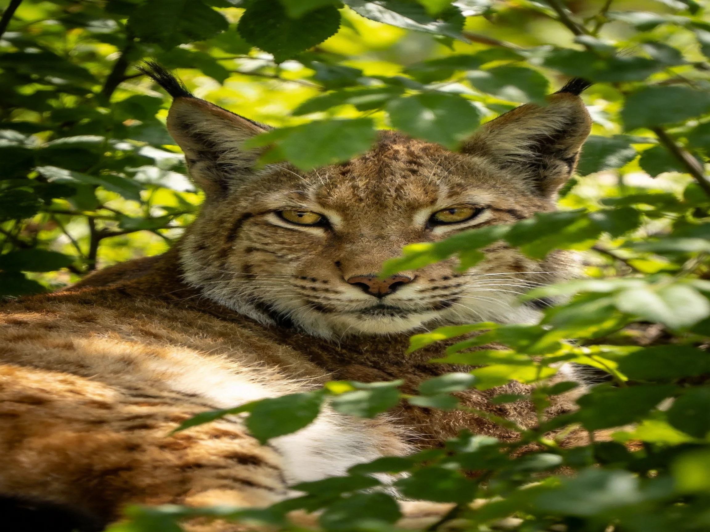 A lynx rests in dense green foliage with tawny fur