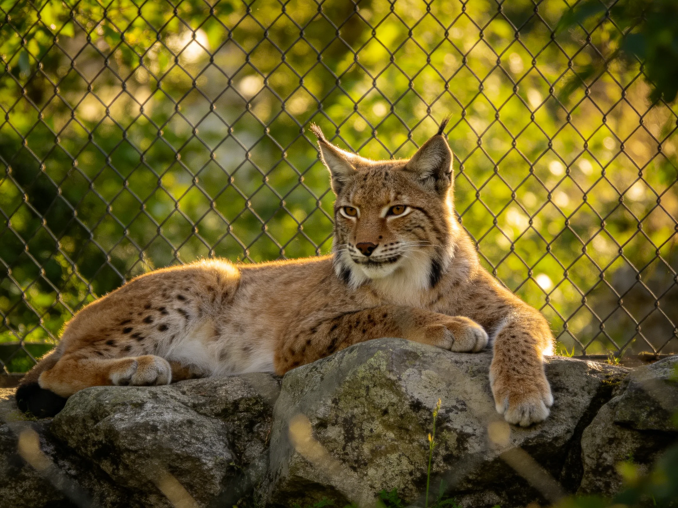 A lynx rests on weathered rocks near a chain-link fence with golden foliage