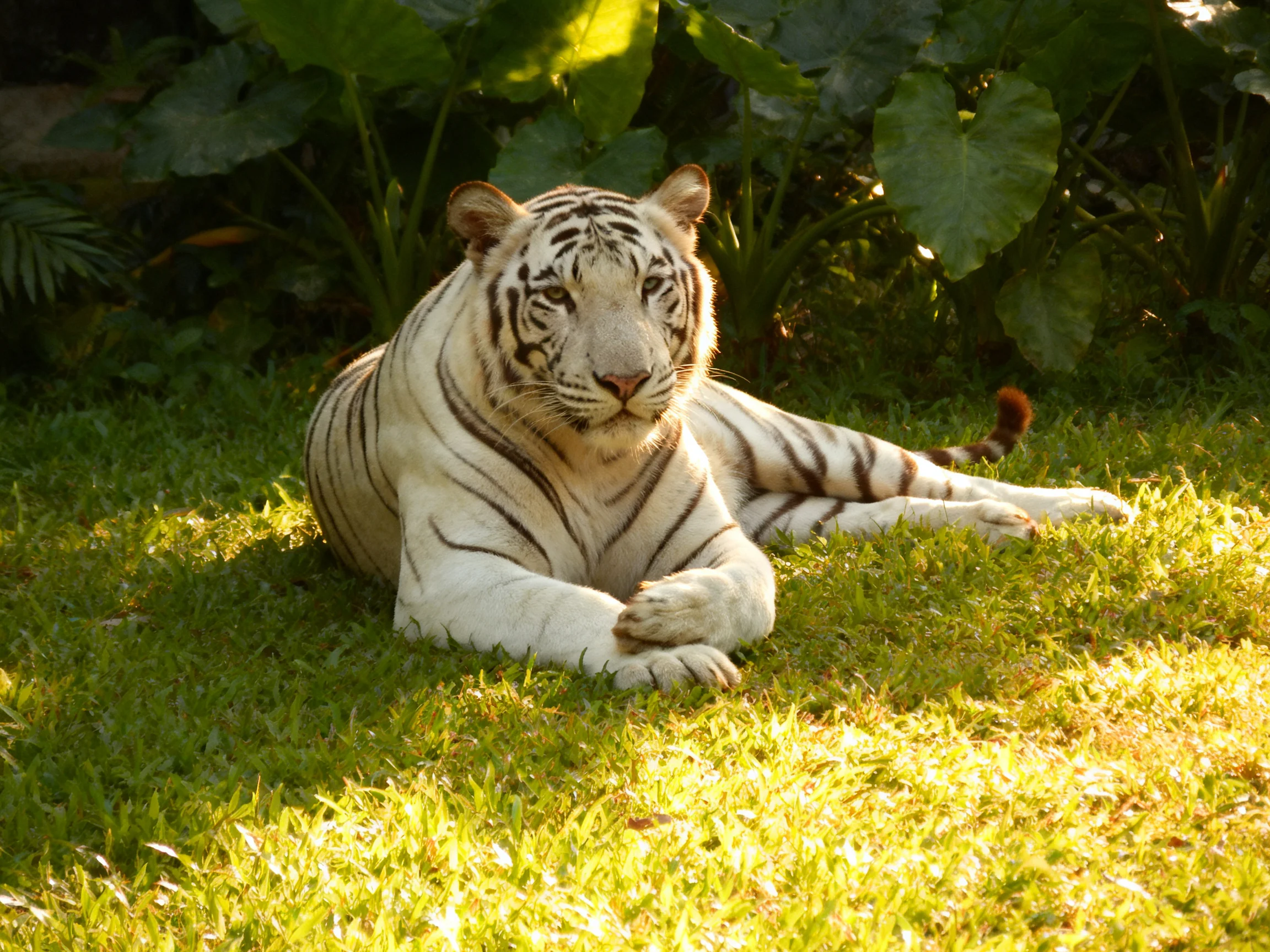 A white tiger relaxes on grass in a sunlit, leafy area