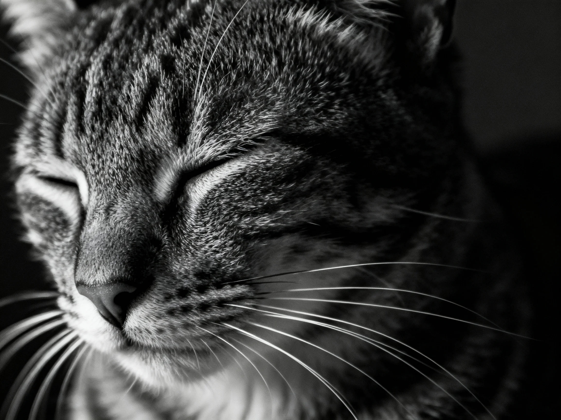 A monochrome close - up of a tabby cat with closed eyes