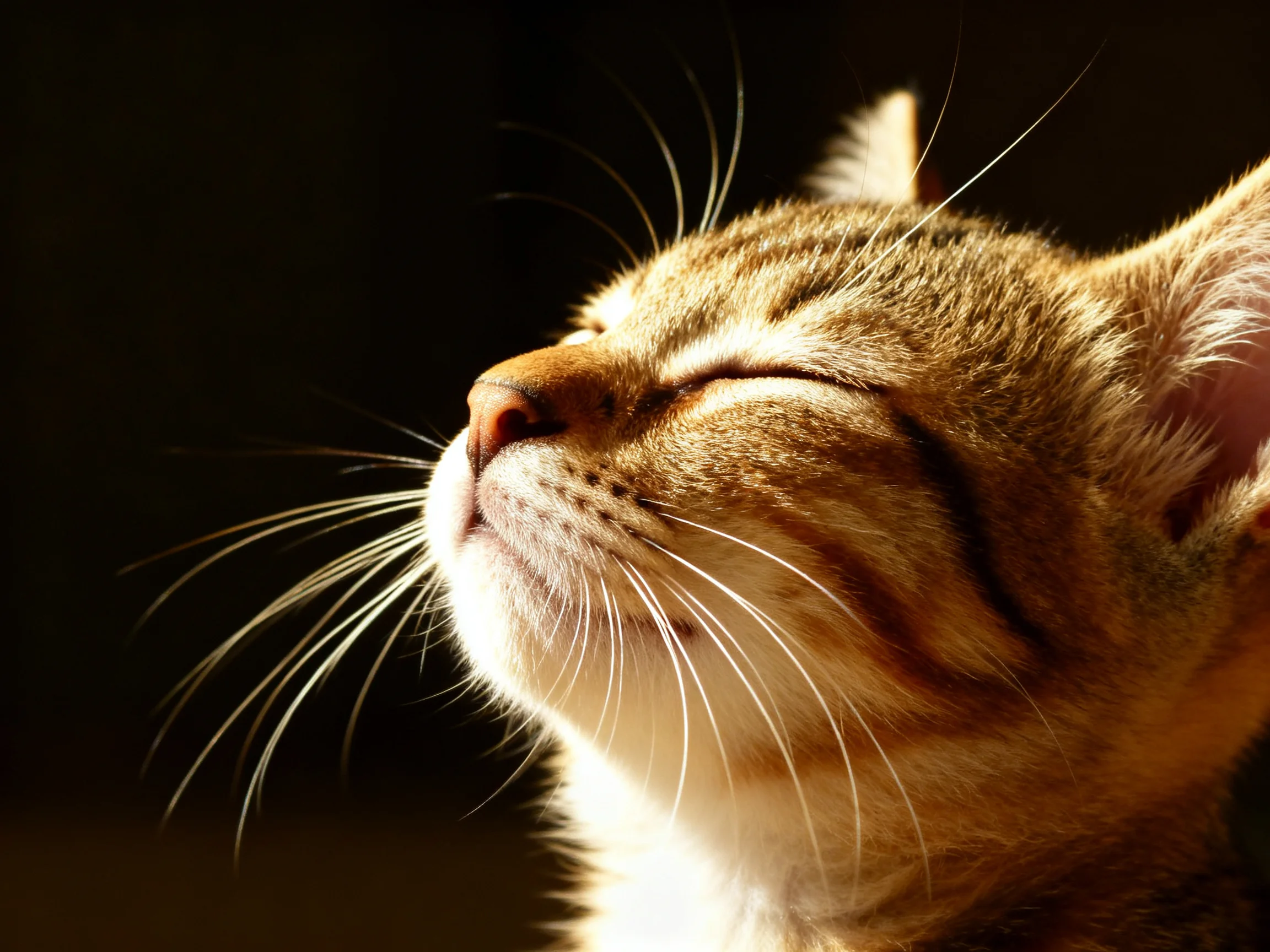 A peaceful brown tabby kitten bathed in warm golden light
