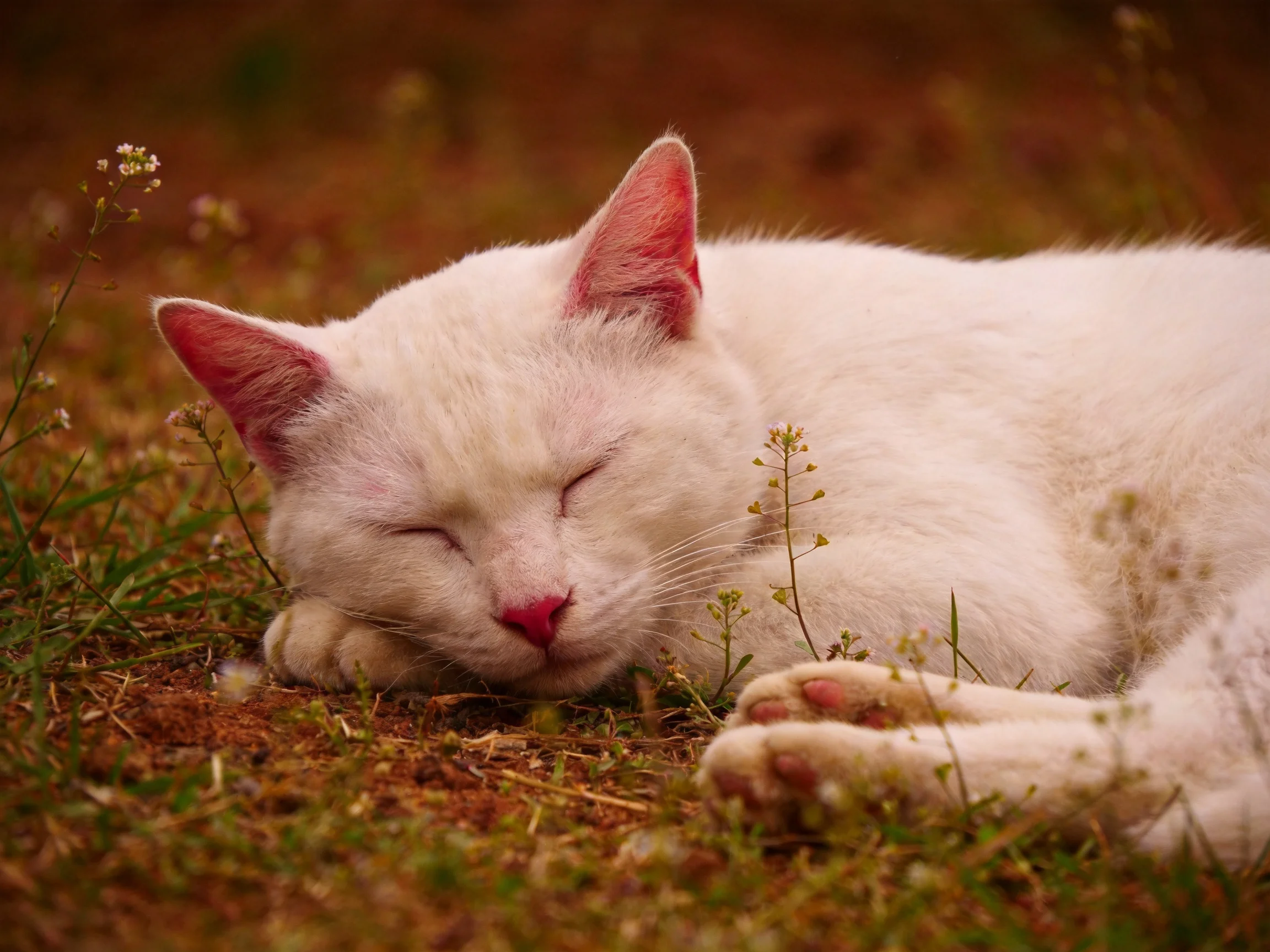 A peaceful white cat resting on grass surrounded by small wildflowers