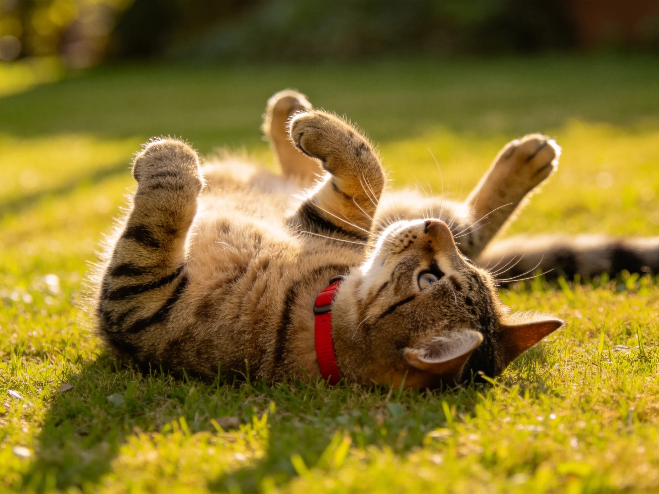 A playful tabby cat rolls on sunlit green grass with a red collar