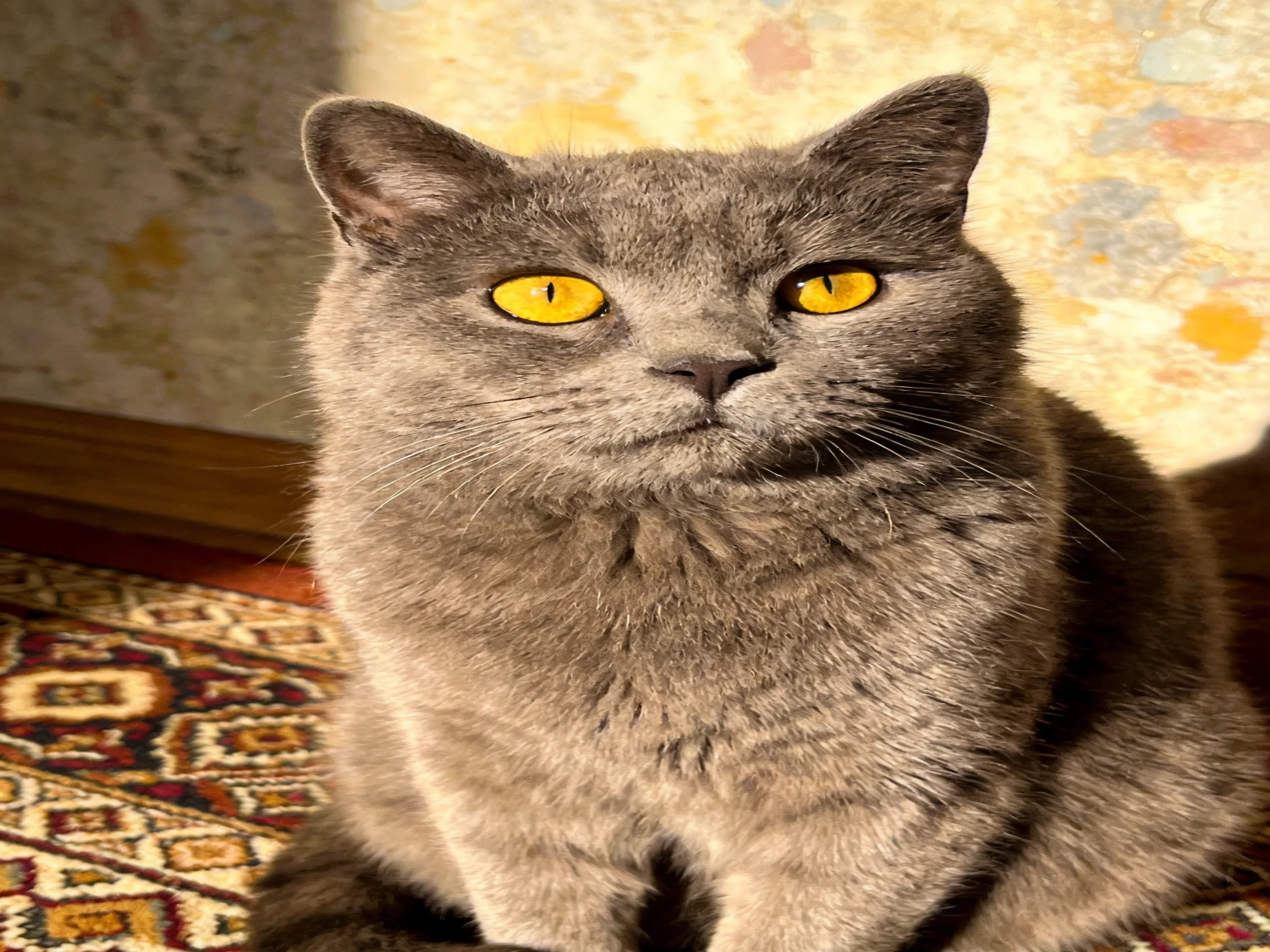 A plump gray cat with bright yellow eyes sits on an ornate rug near a textured wall