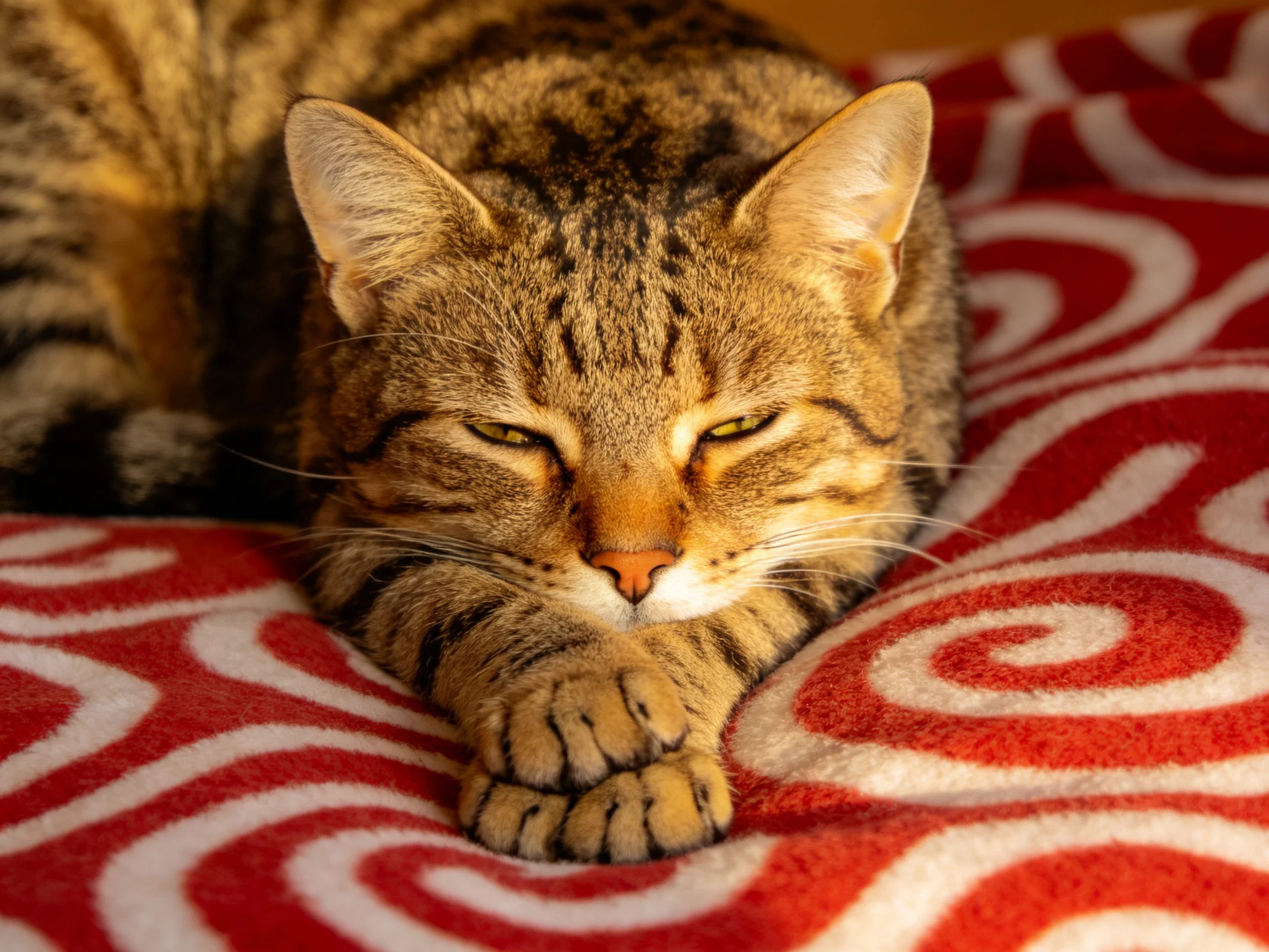 A relaxed brown tabby cat resting on a red and white swirled blanket