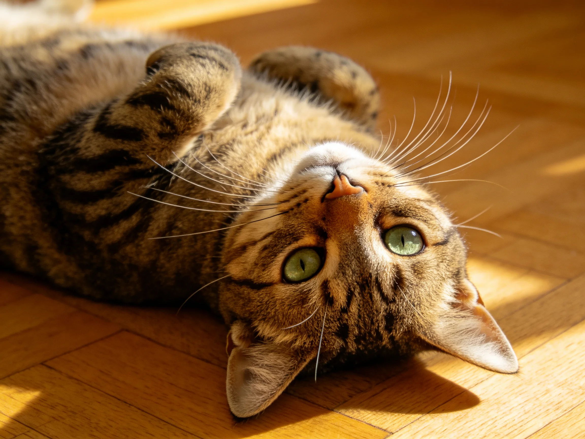 A relaxed brown-tabby cat with bright green eyes lies on a sunlit wooden floor