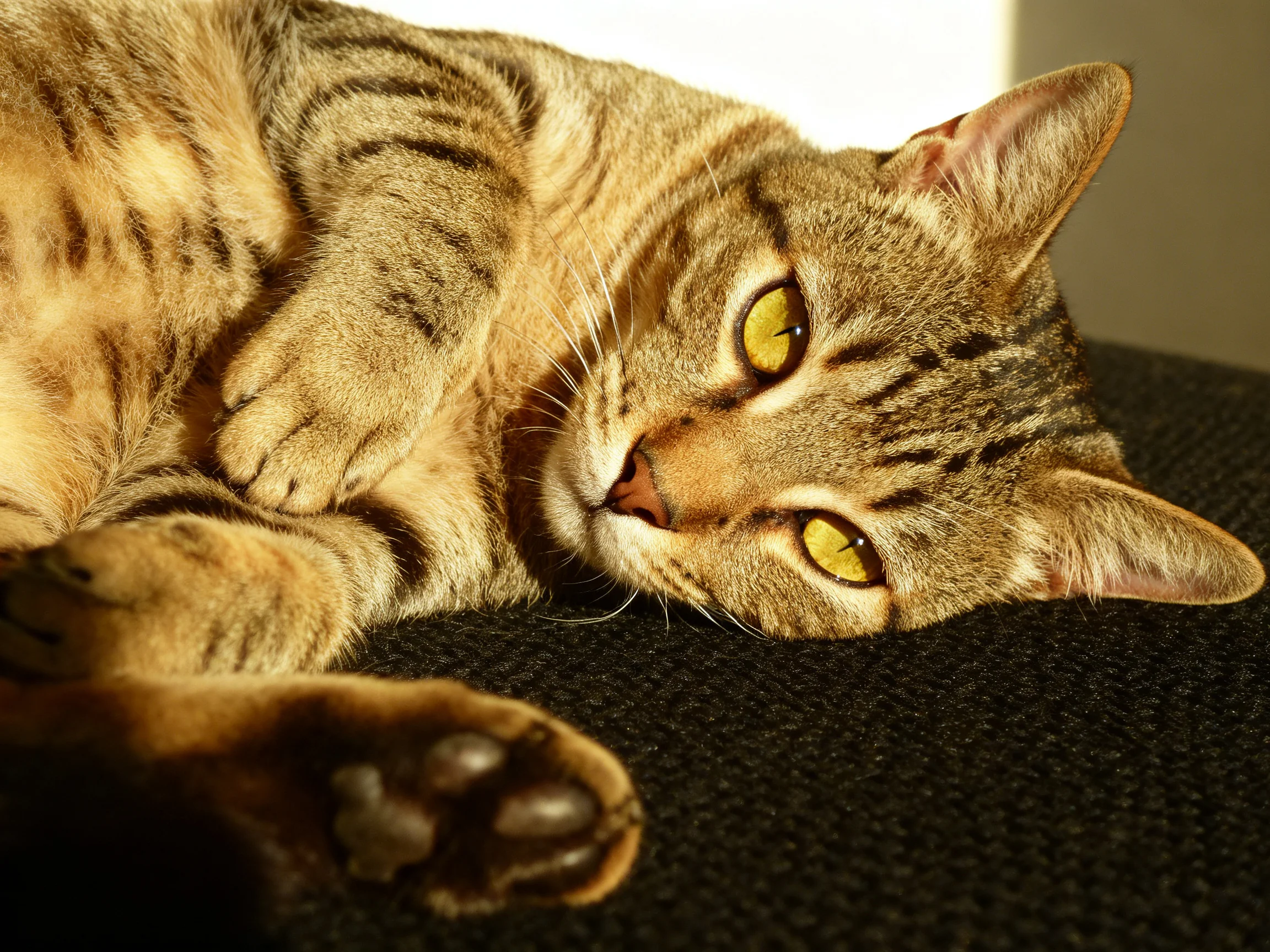A relaxed brown tabby cat with bright yellow eyes lies on a dark textured surface