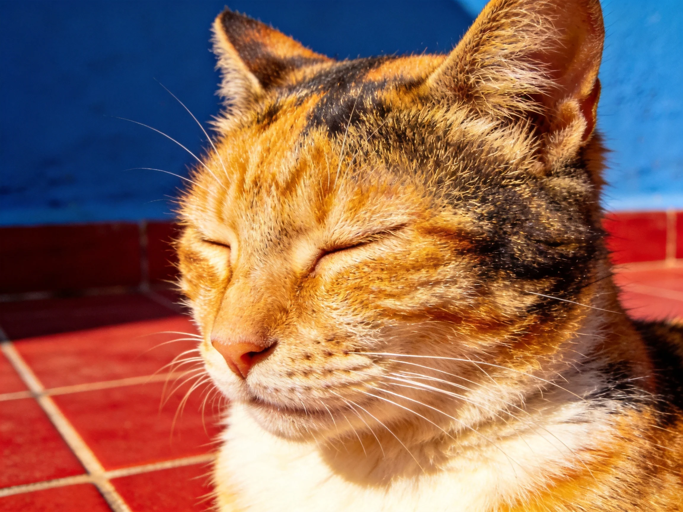 A relaxed calico cat resting near blue and red surfaces