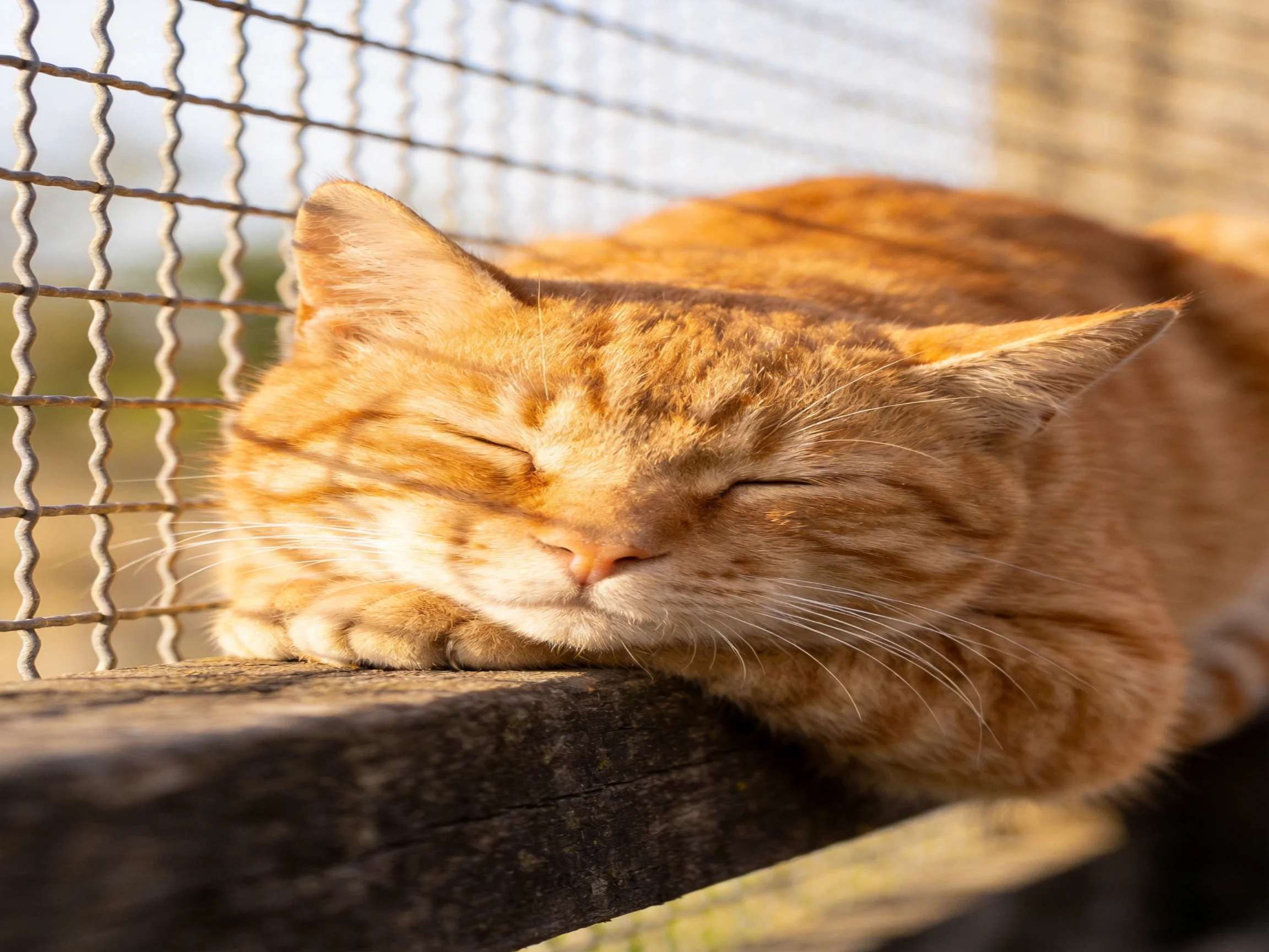 A relaxed orange tabby cat naps near a wire fence under bright sunlight