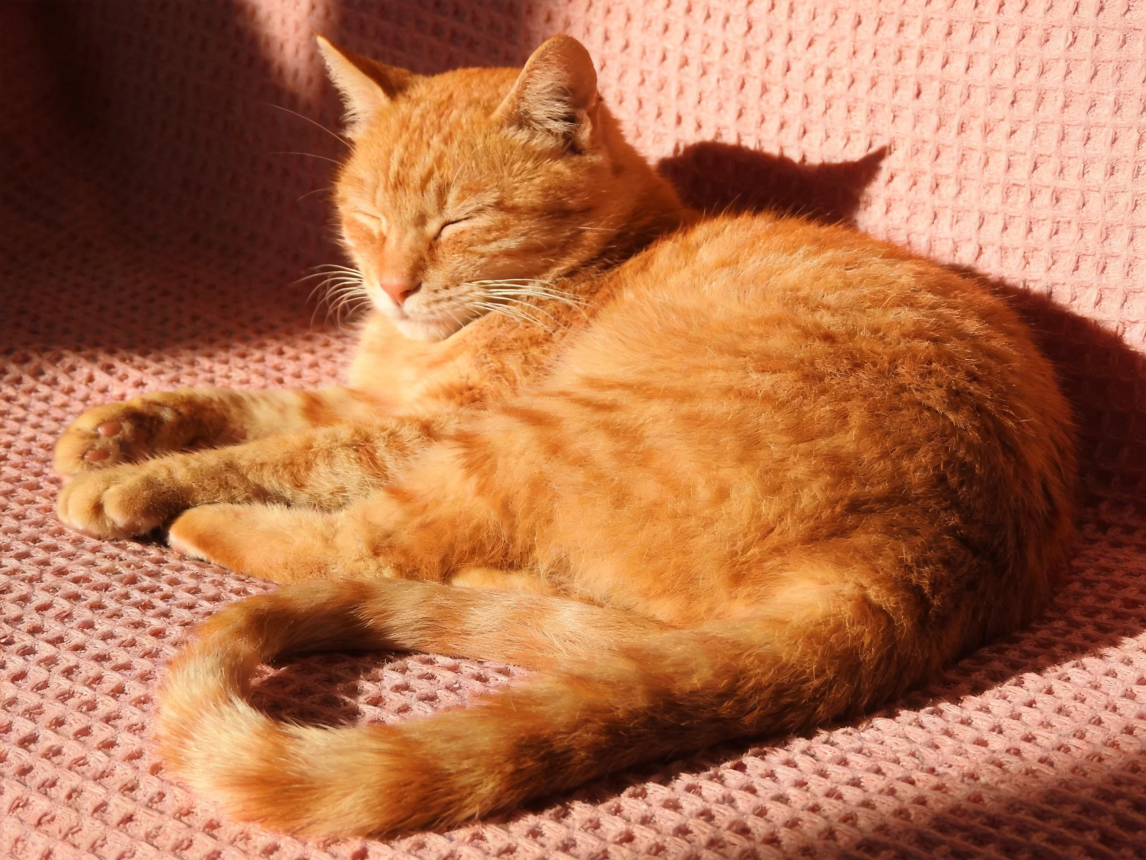 A relaxed orange tabby cat naps on a textured pink fabric