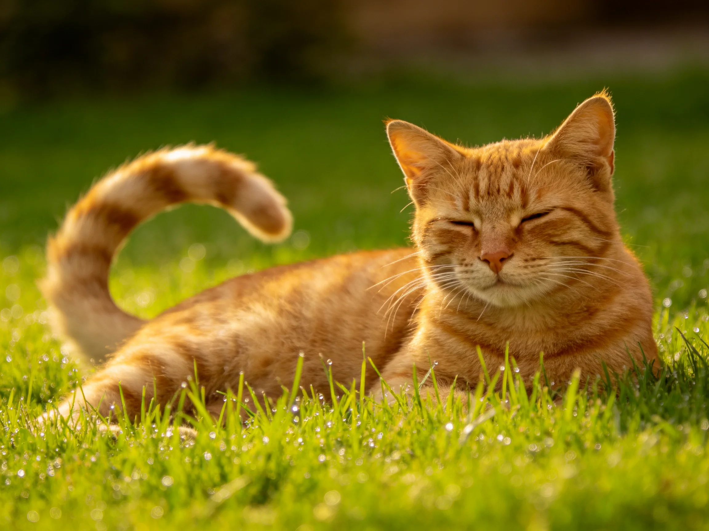 An orange tabby cat relaxes on green grass in a sunlit outdoor area.