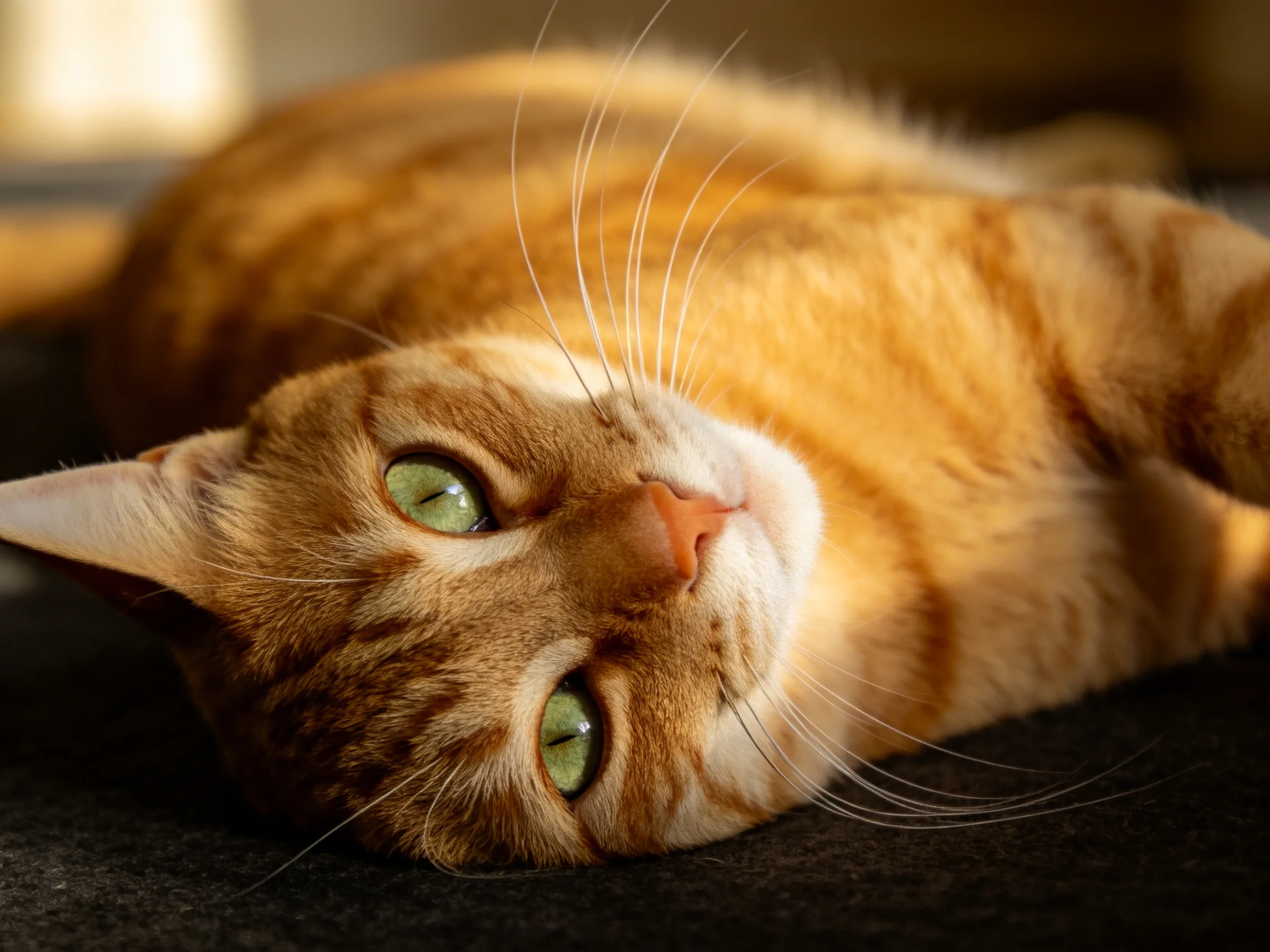 A relaxed orange tabby cat with green eyes lies on a dark fabric surface