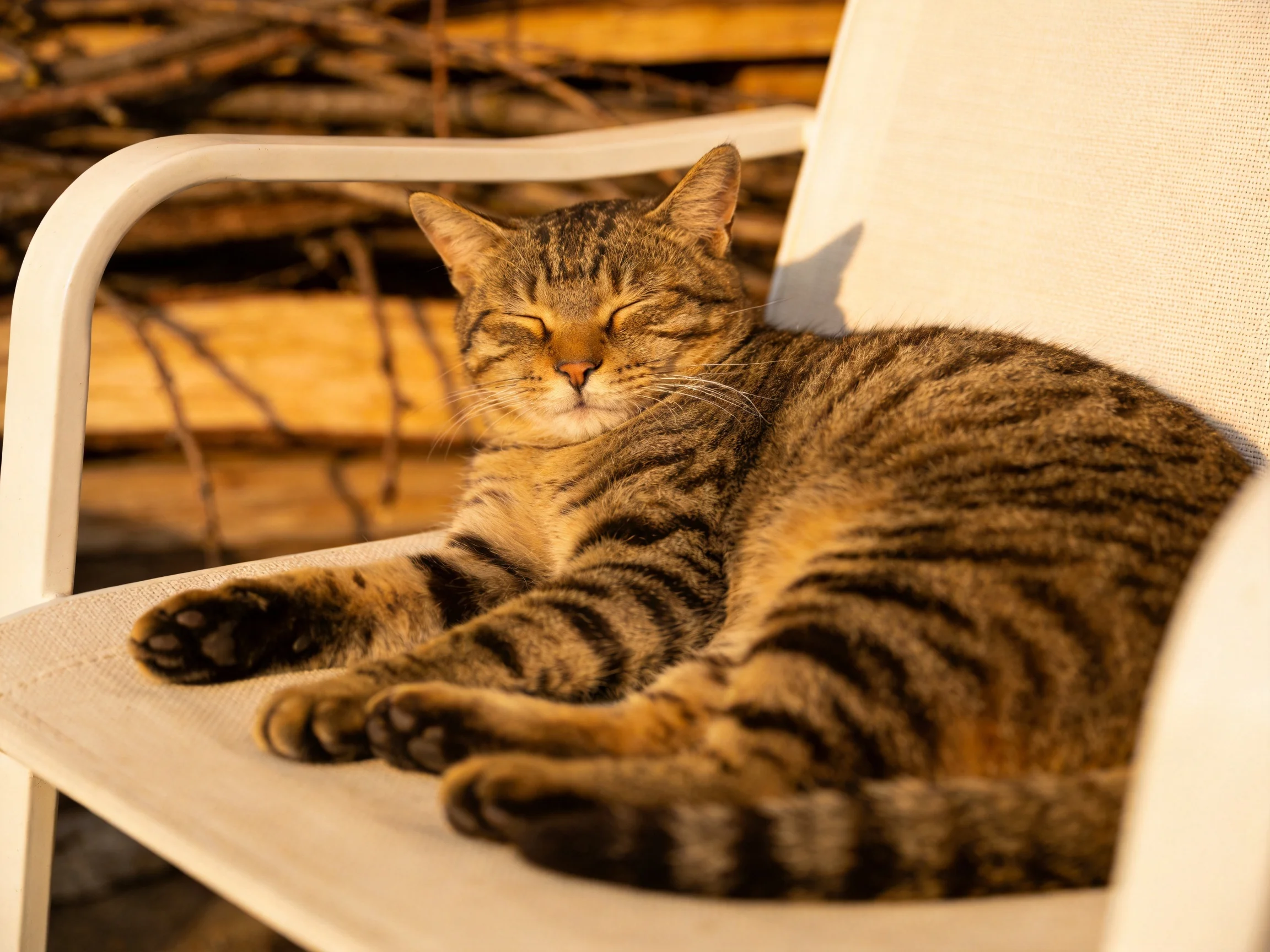 A relaxed tabby cat lounges on a white outdoor chair near stacked firewood