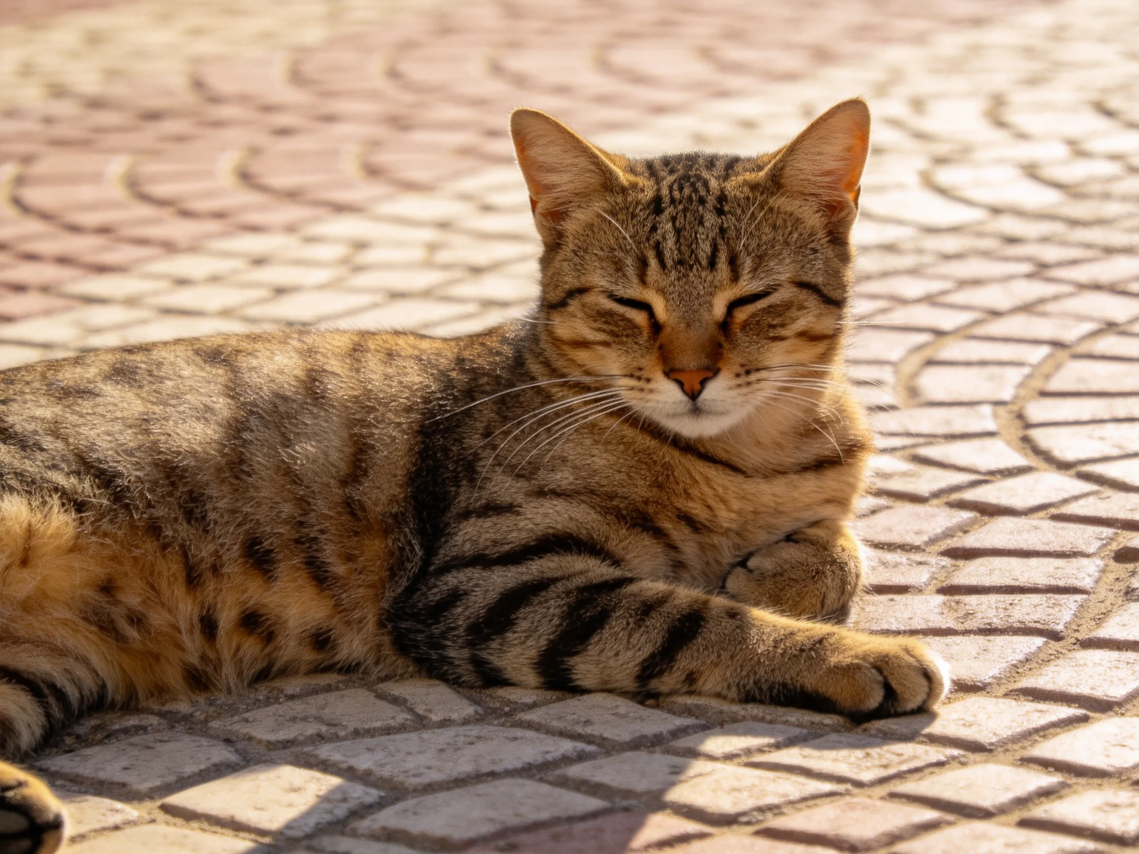 A relaxed tabby cat lounging on a patterned stone pavement